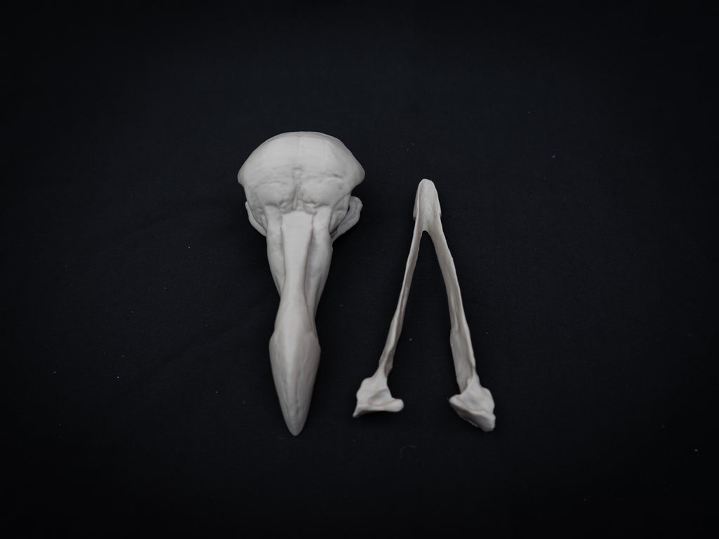 Life Size Dodo Skull Replica – Realistic 3D Printed Bone Model Display