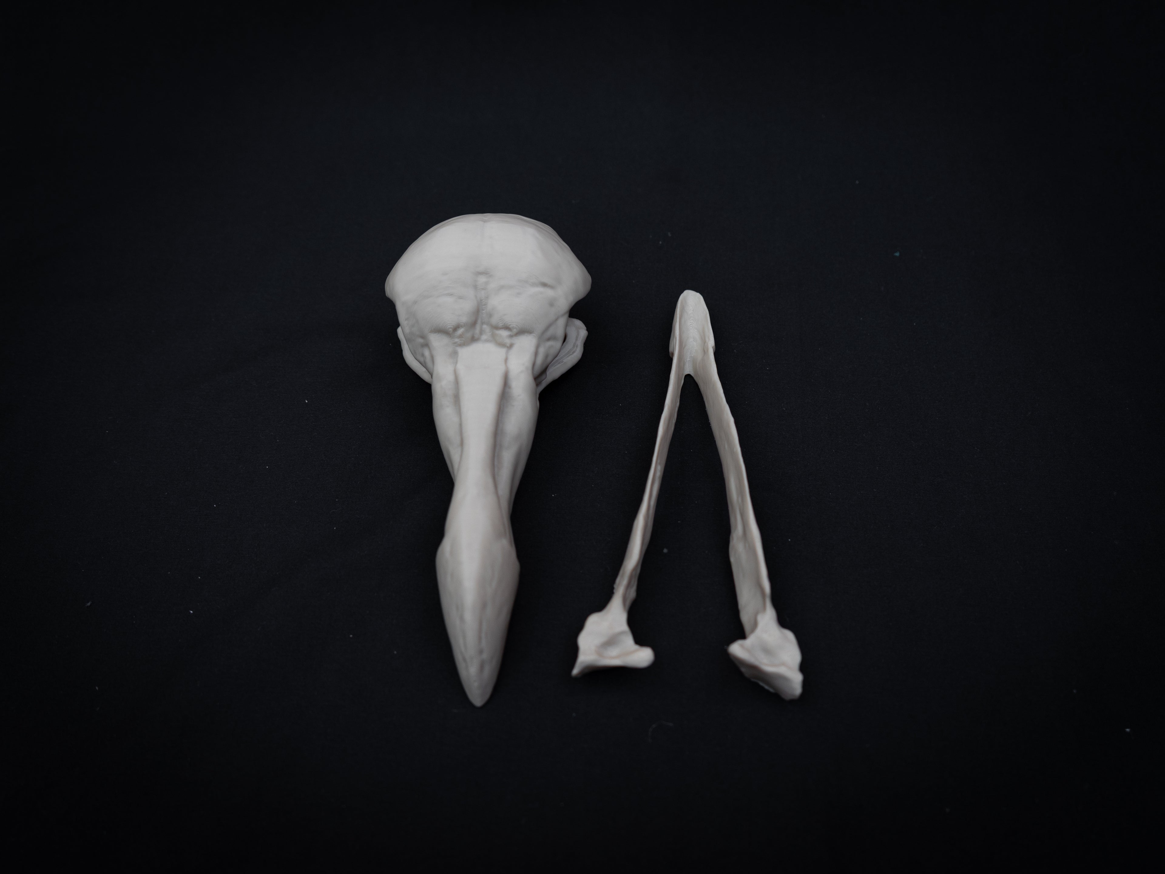 Life Size Dodo Skull Replica – Realistic 3D Printed Bone Model Display