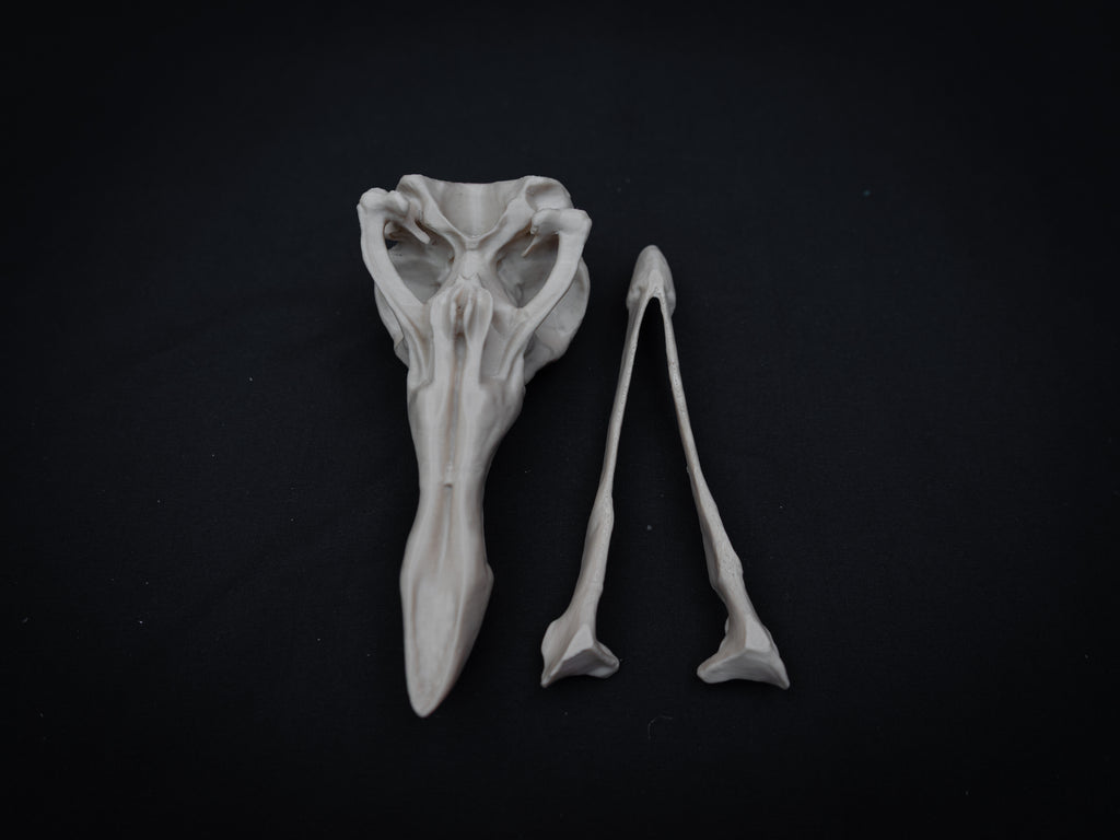 Life Size Dodo Skull Replica – Realistic 3D Printed Bone Model Display