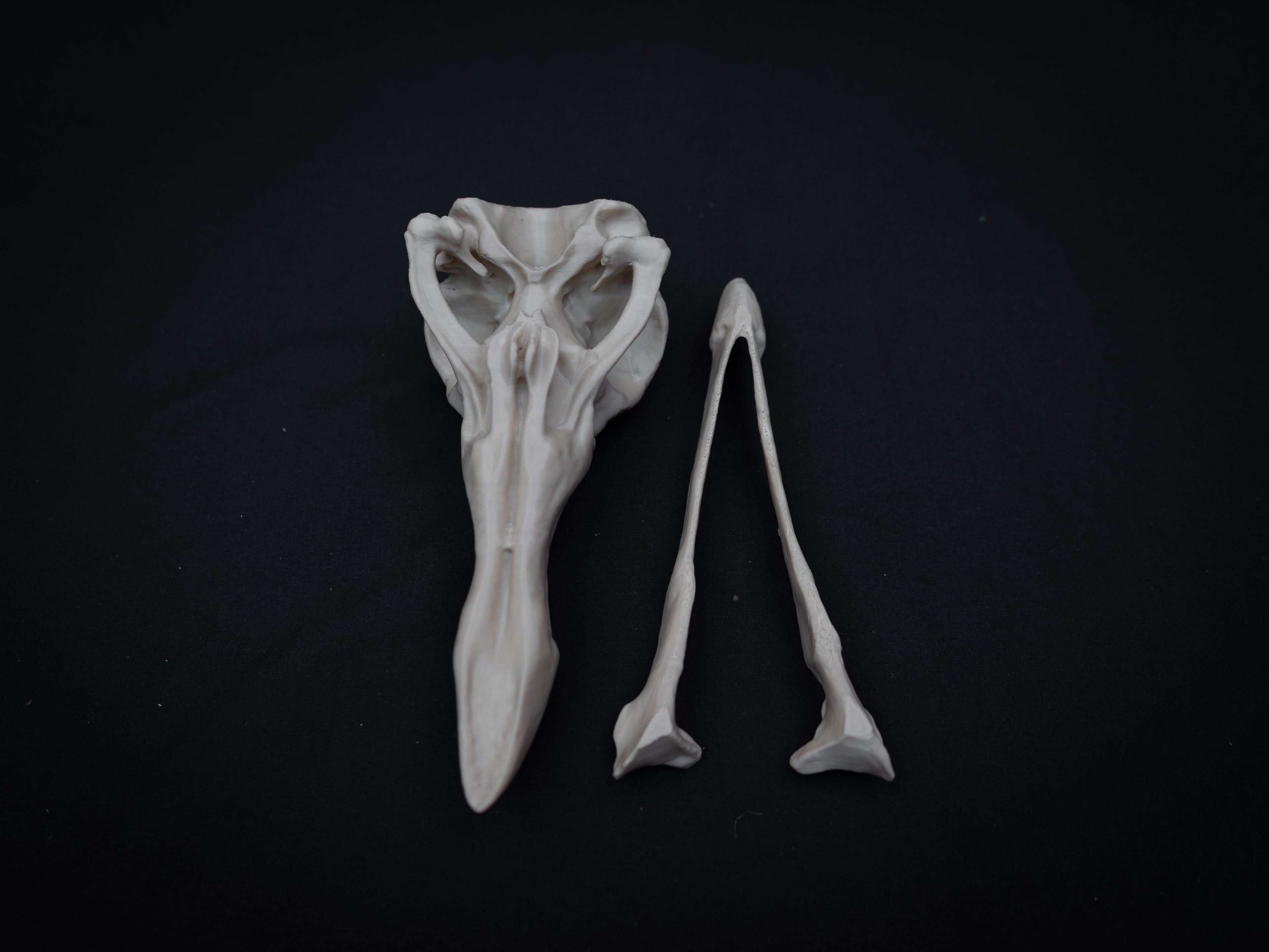 Life Size Dodo Skull Replica – Realistic 3D Printed Bone Model Display