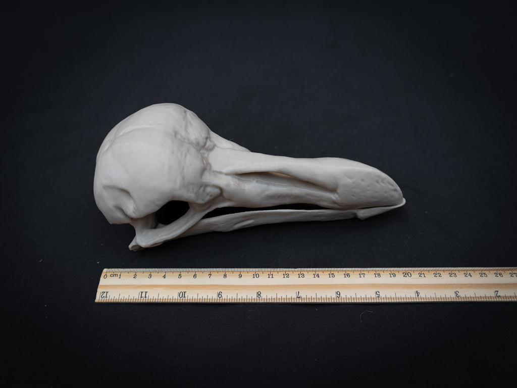 Life Size Dodo Skull Replica – Realistic 3D Printed Bone Model Display