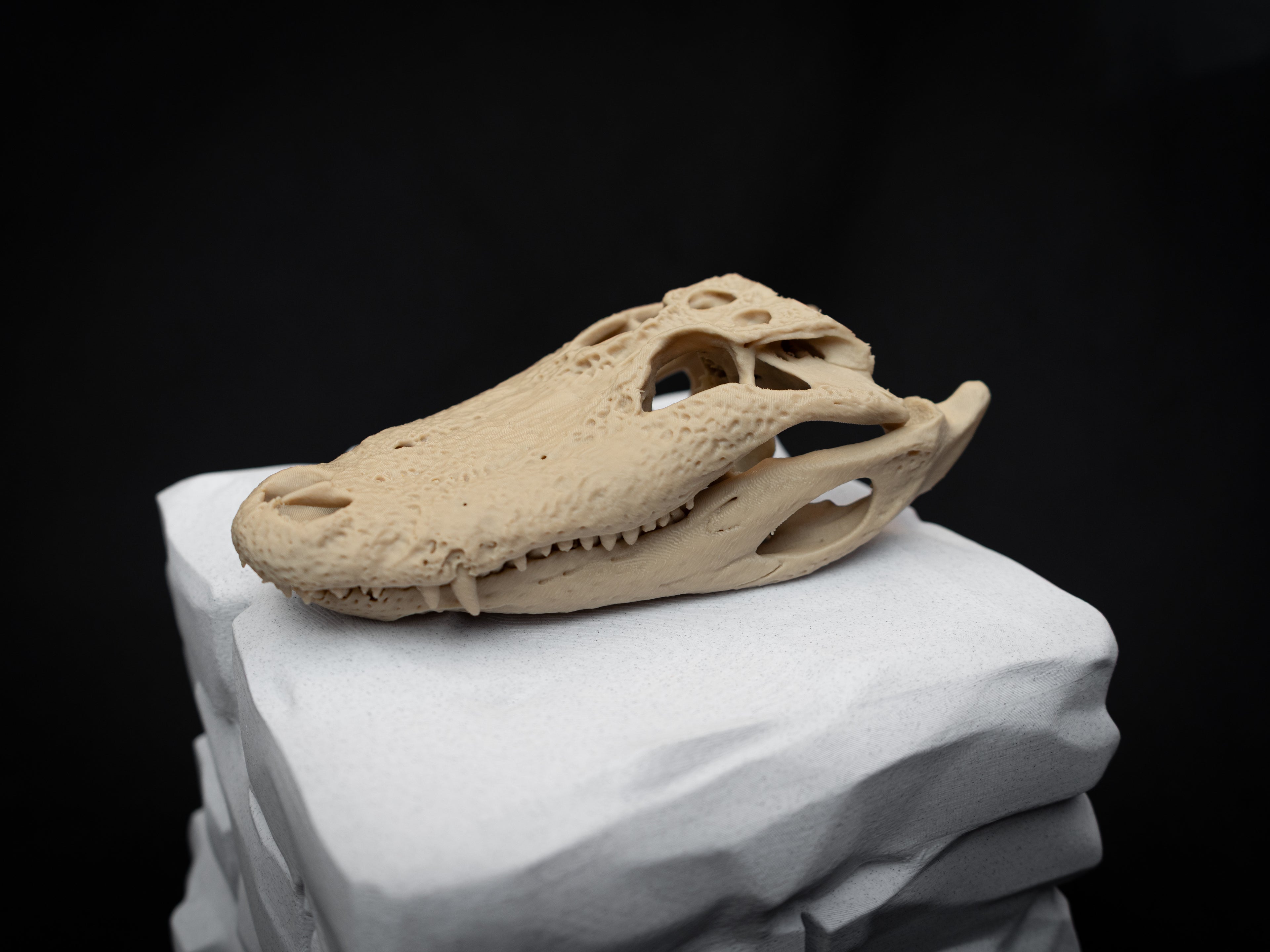 Scaled Down Alligator Skull Replica – Realistic 3D Printed Bone Model Display