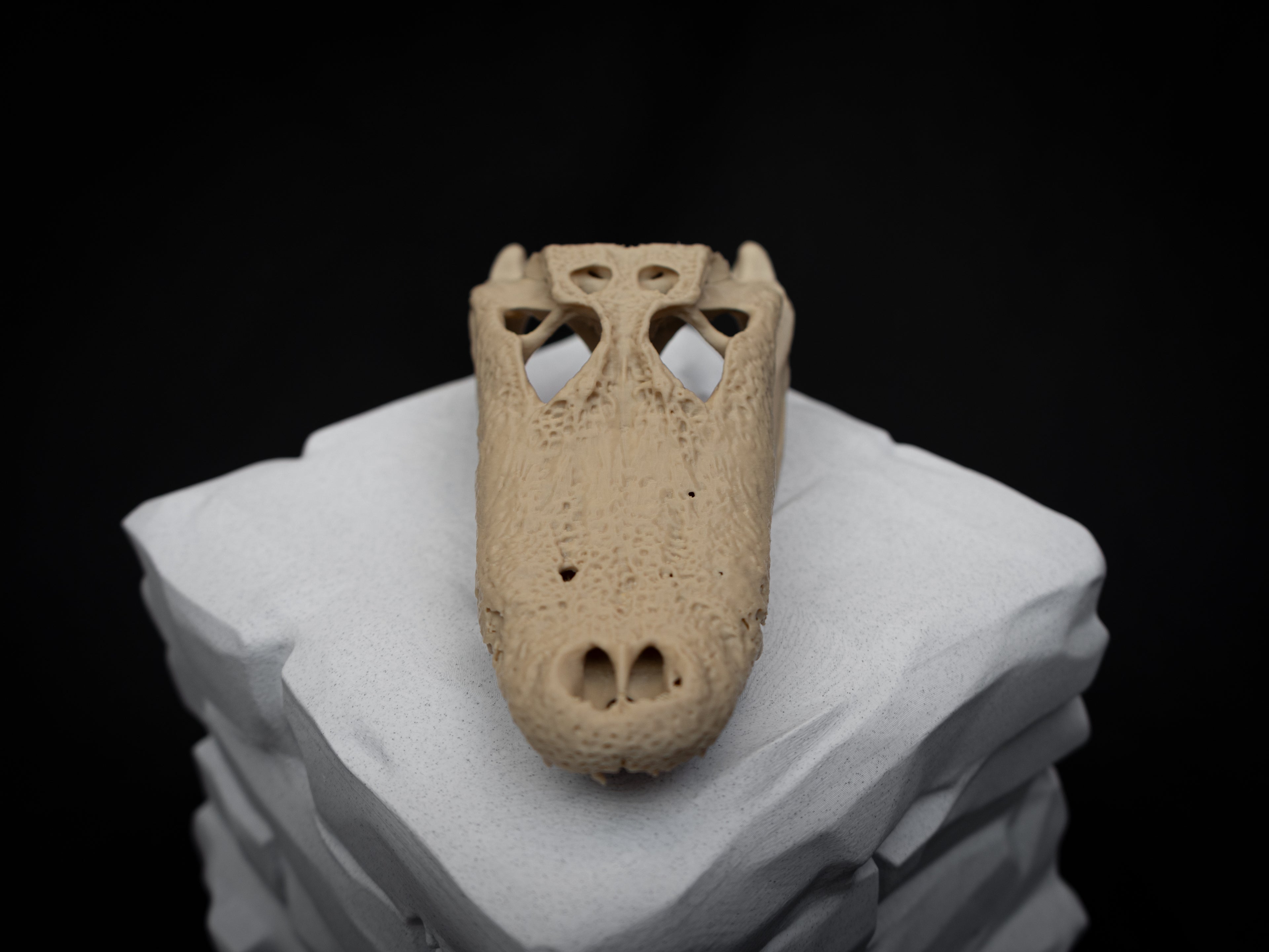Scaled Down Alligator Skull Replica – Realistic 3D Printed Bone Model Display