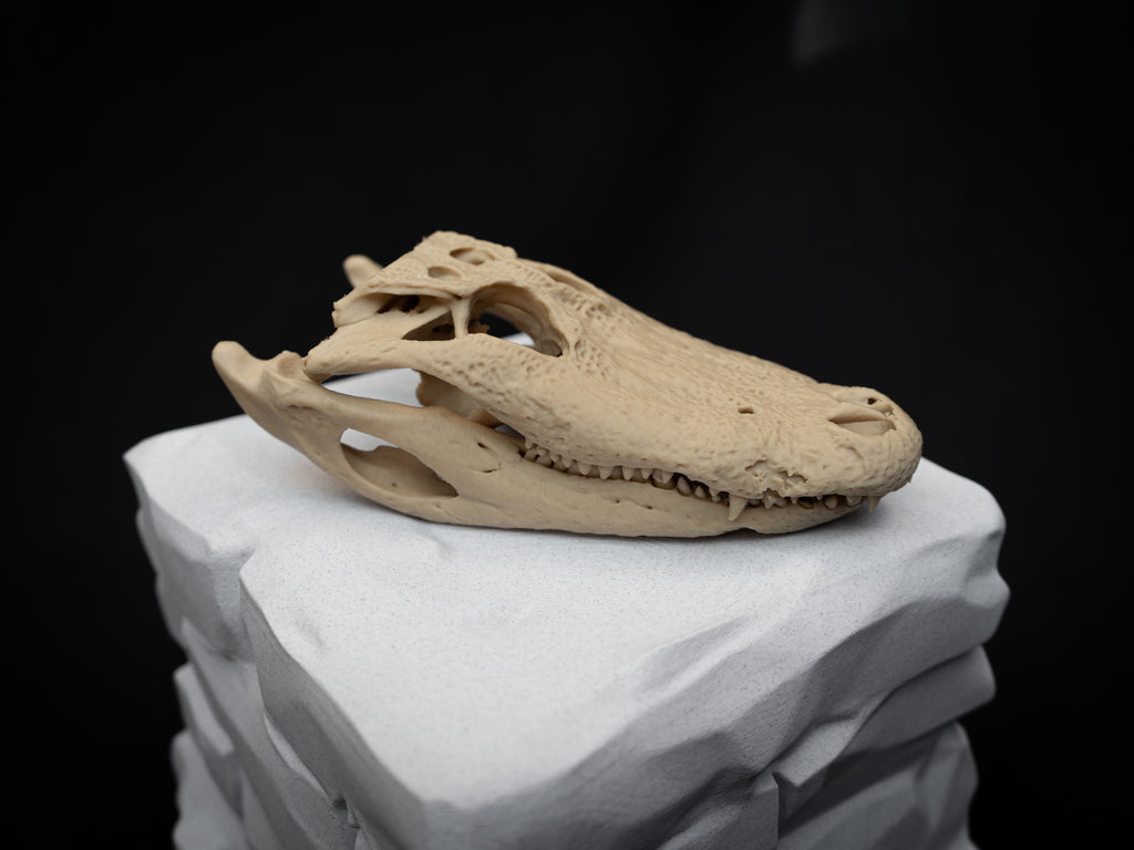 Scaled Down Alligator Skull Replica – Realistic 3D Printed Bone Model Display