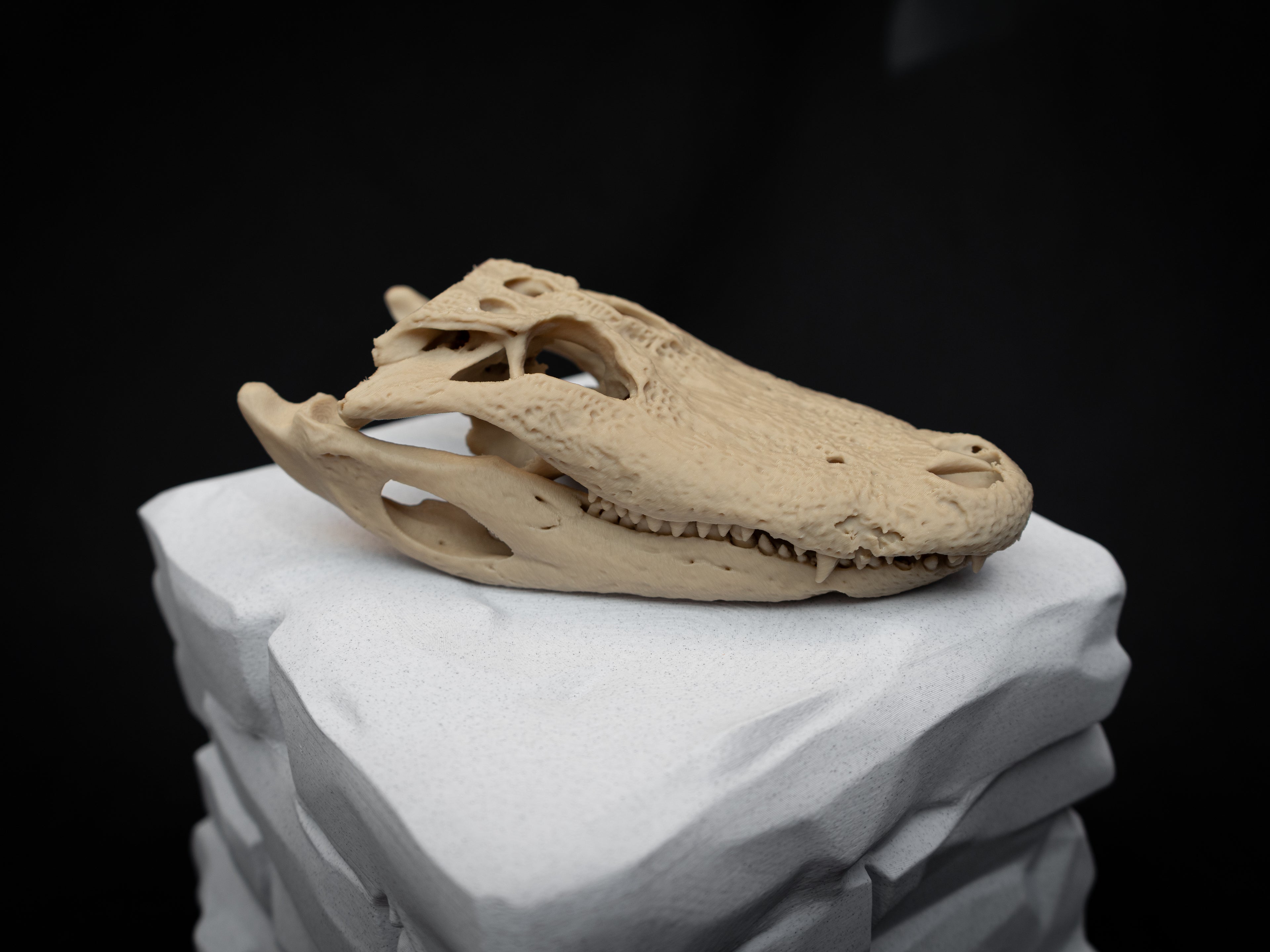 Scaled Down Alligator Skull Replica – Realistic 3D Printed Bone Model Display