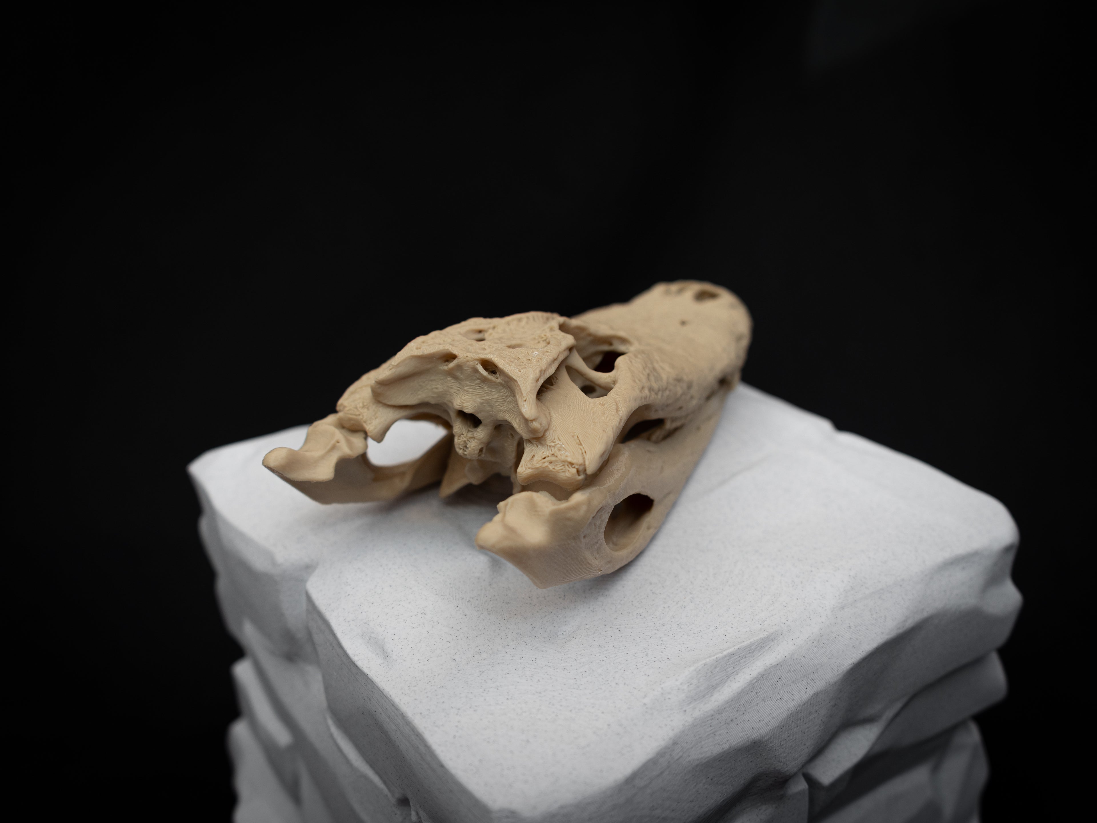 Scaled Down Alligator Skull Replica – Realistic 3D Printed Bone Model Display