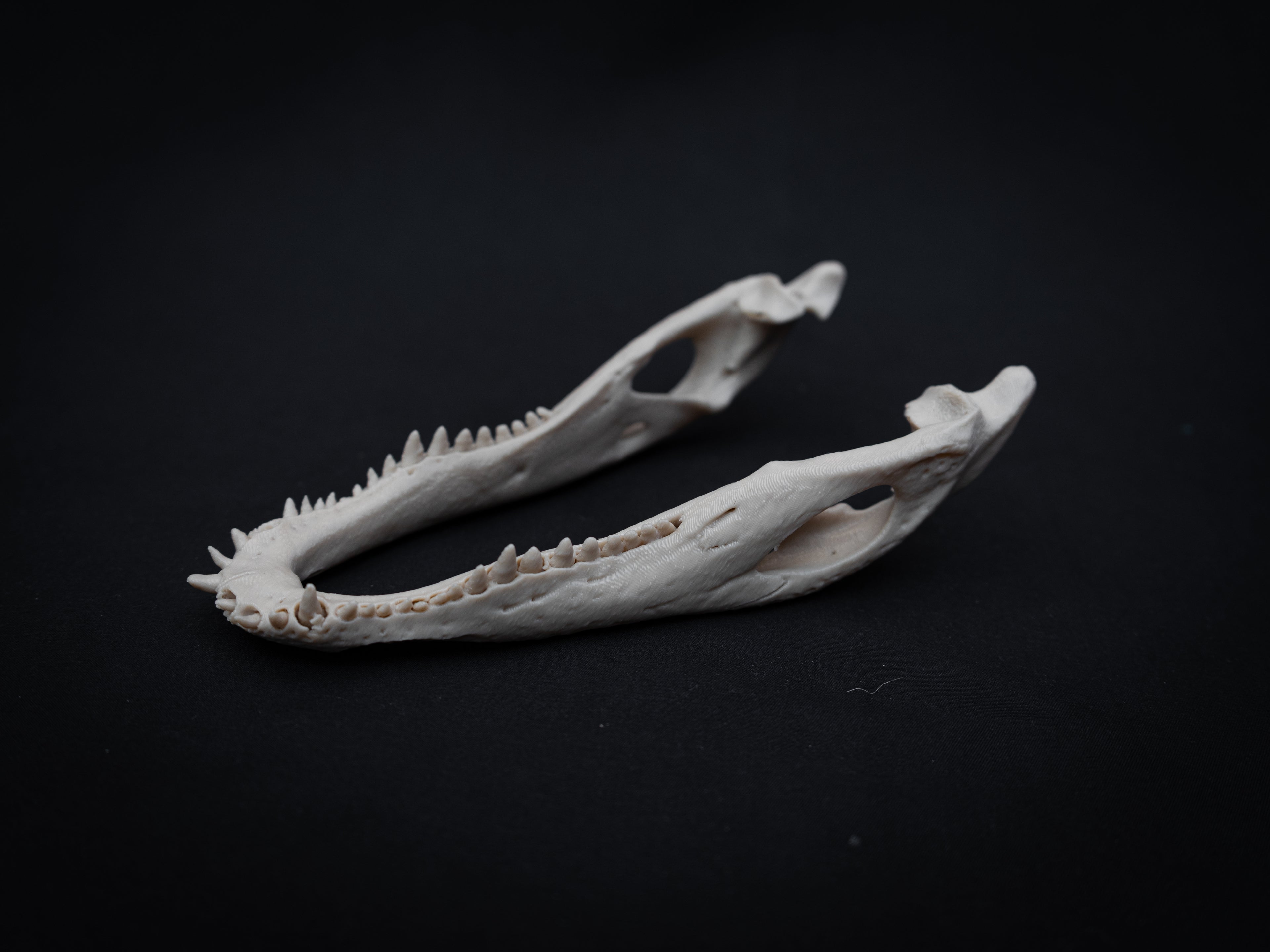 Scaled Down Alligator Skull Replica – Realistic 3D Printed Bone Model Display