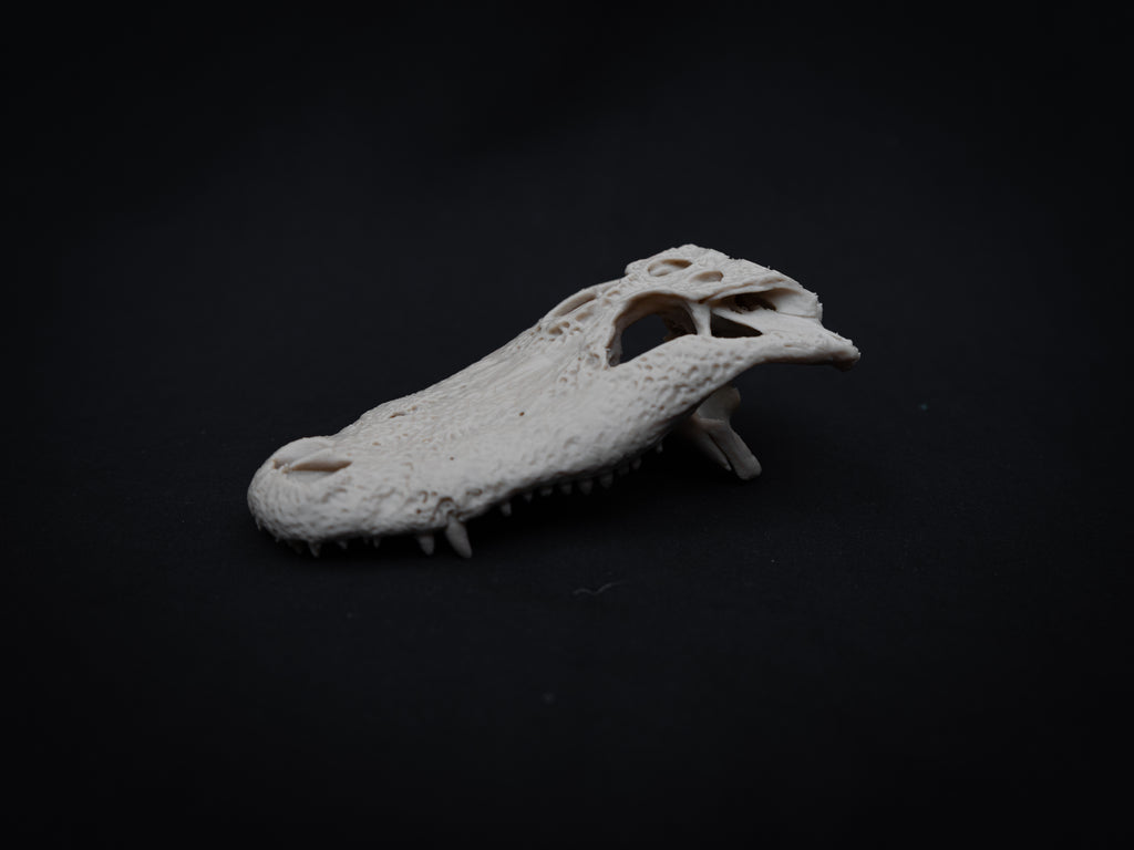Scaled Down Alligator Skull Replica – Realistic 3D Printed Bone Model Display