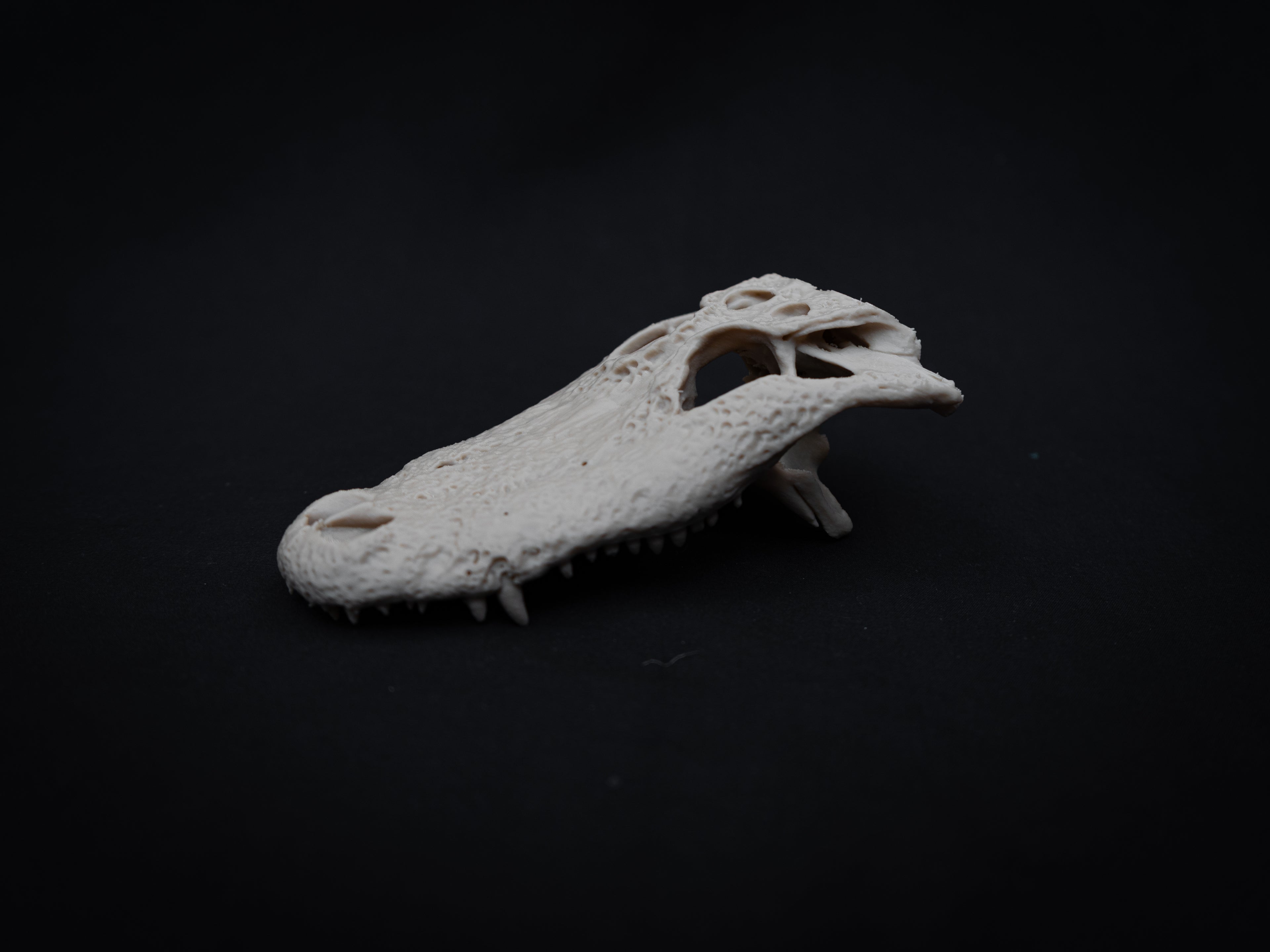 Scaled Down Alligator Skull Replica – Realistic 3D Printed Bone Model Display