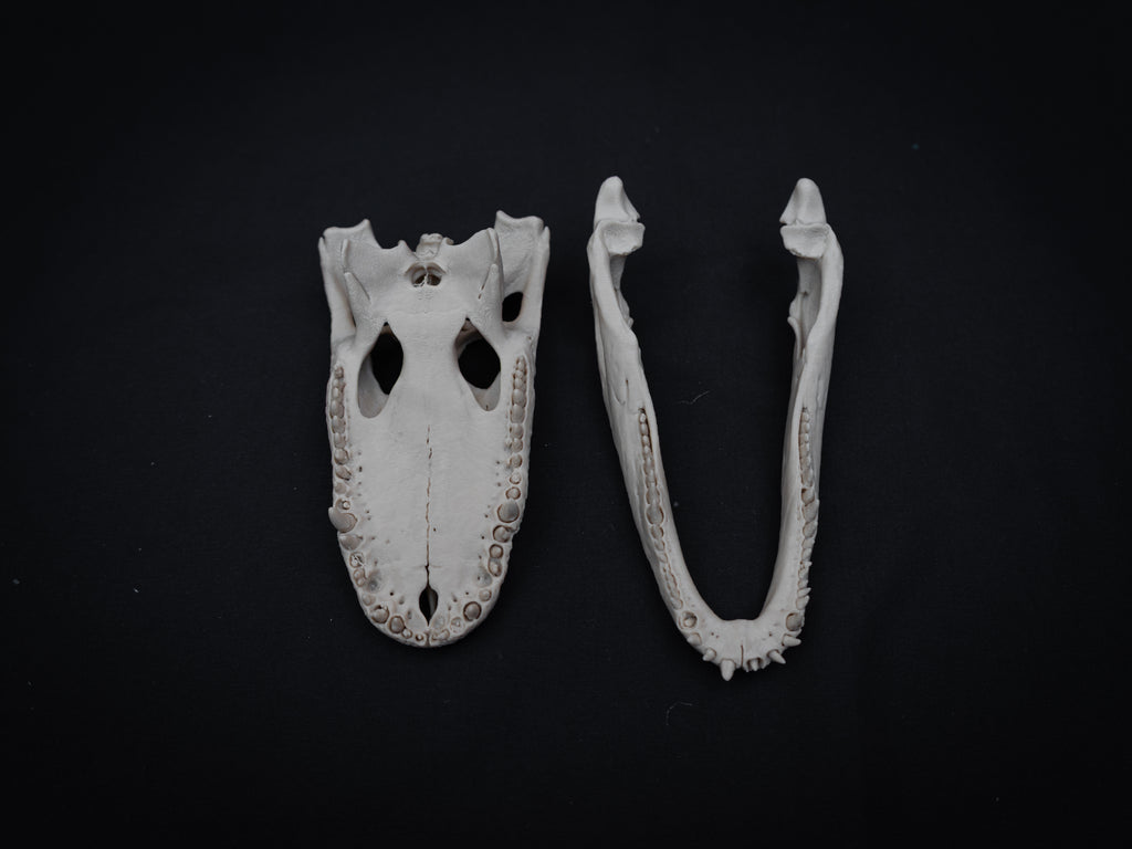 Scaled Down Alligator Skull Replica – Realistic 3D Printed Bone Model Display