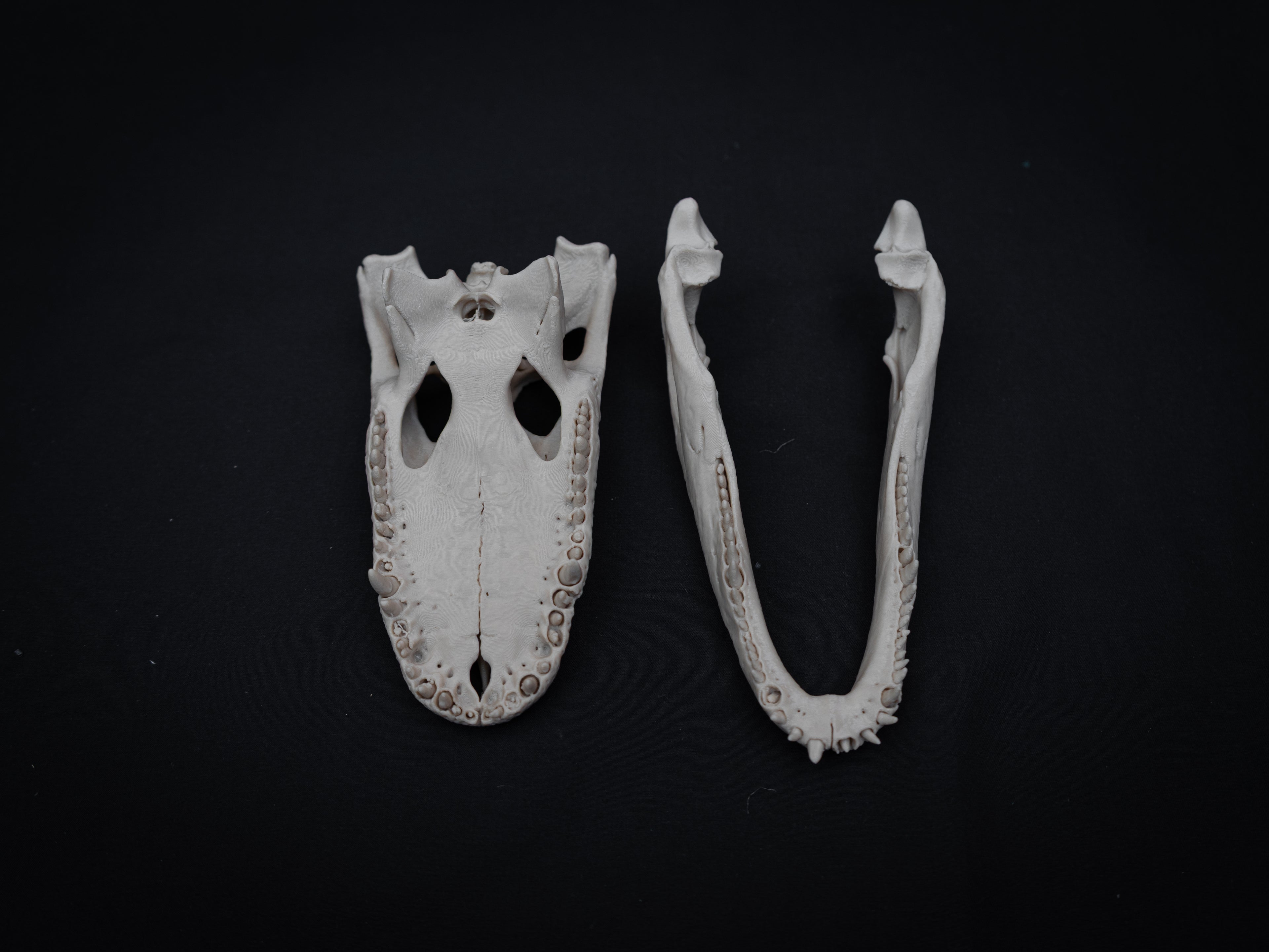 Scaled Down Alligator Skull Replica – Realistic 3D Printed Bone Model Display