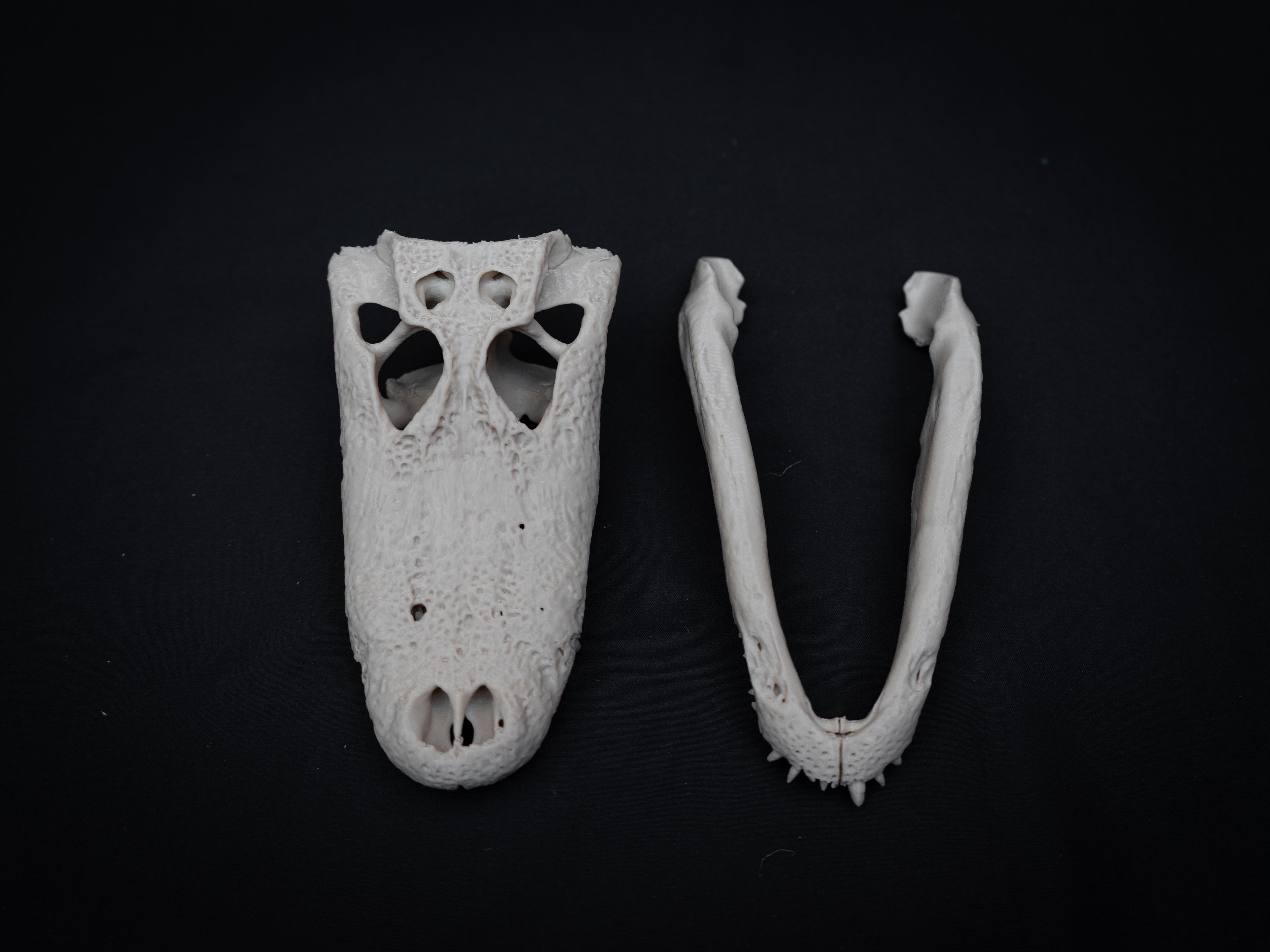 Scaled Down Alligator Skull Replica – Realistic 3D Printed Bone Model Display
