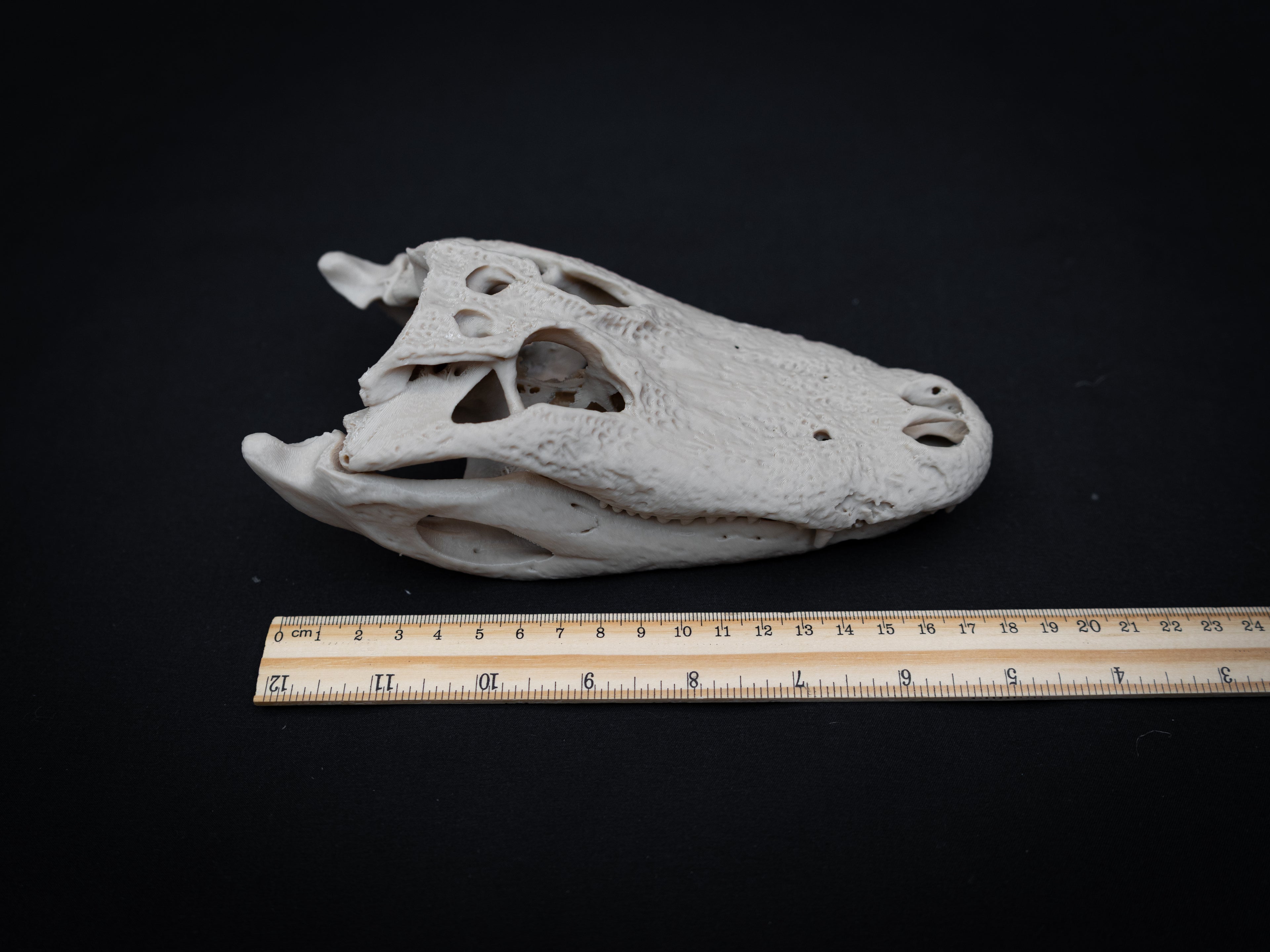 Scaled Down Alligator Skull Replica – Realistic 3D Printed Bone Model Display