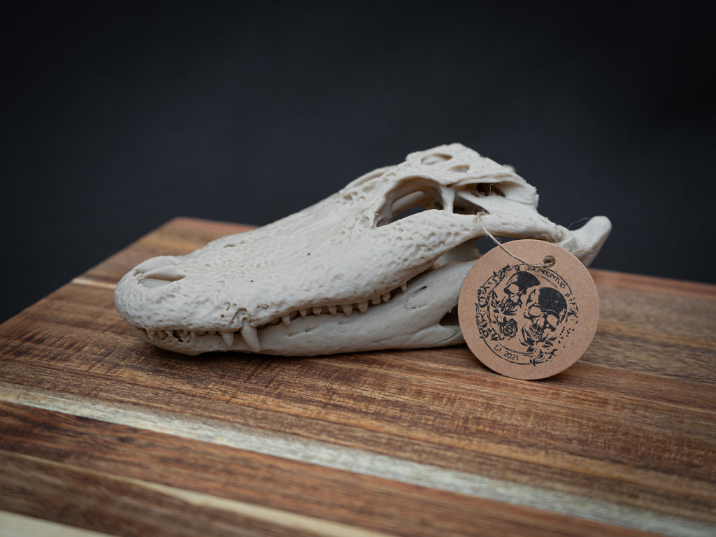 Scaled Down Alligator Skull Replica – Realistic 3D Printed Bone Model Display