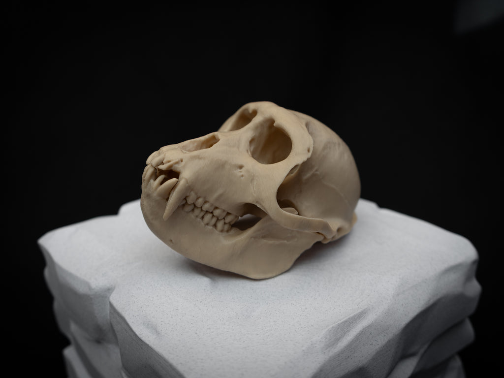 Life Size Macaque Skull Replica – Realistic 3D Printed Primate Bone Model