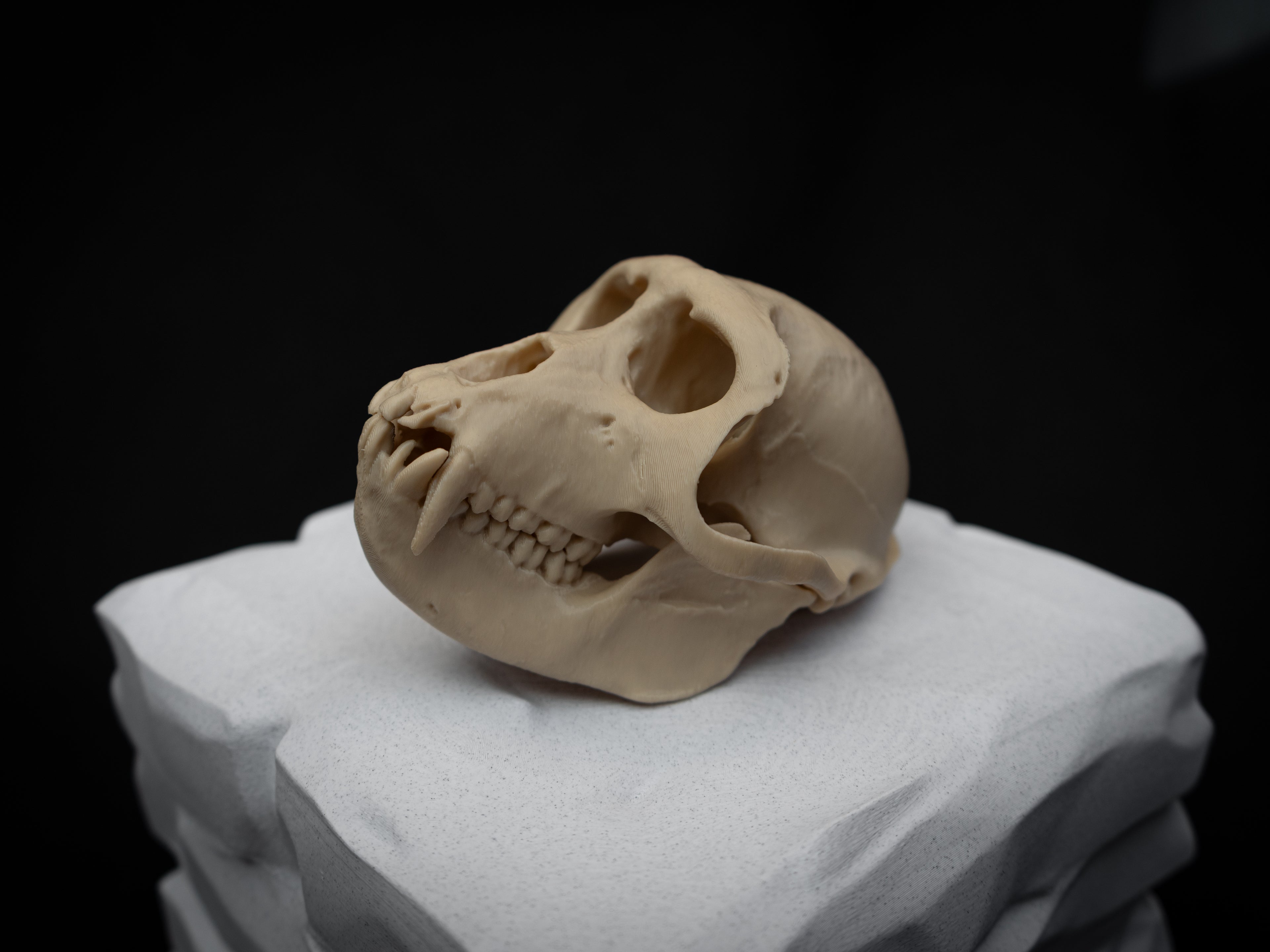 Life Size Macaque Skull Replica – Realistic 3D Printed Primate Bone Model