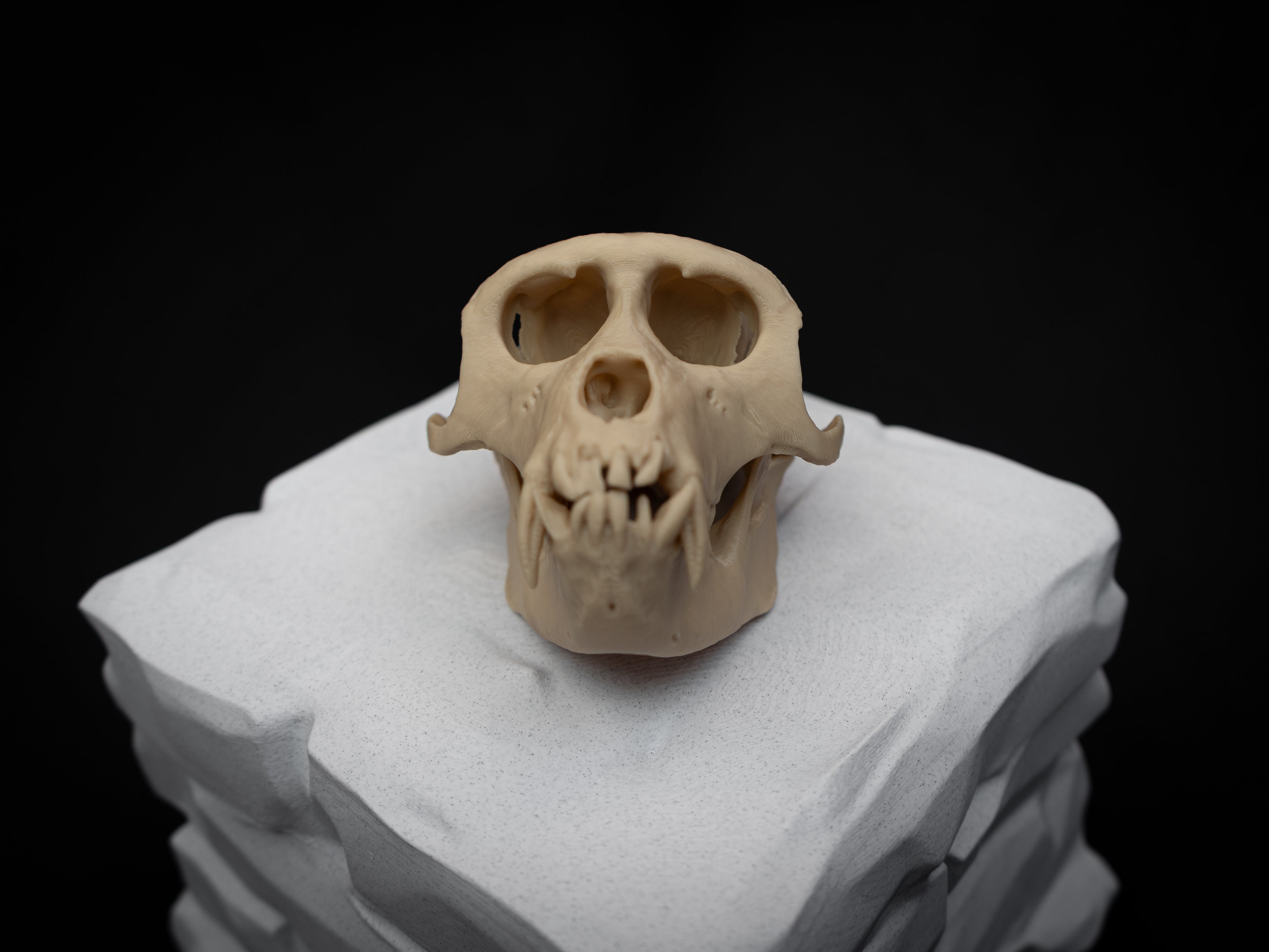 Life Size Macaque Skull Replica – Realistic 3D Printed Primate Bone Model
