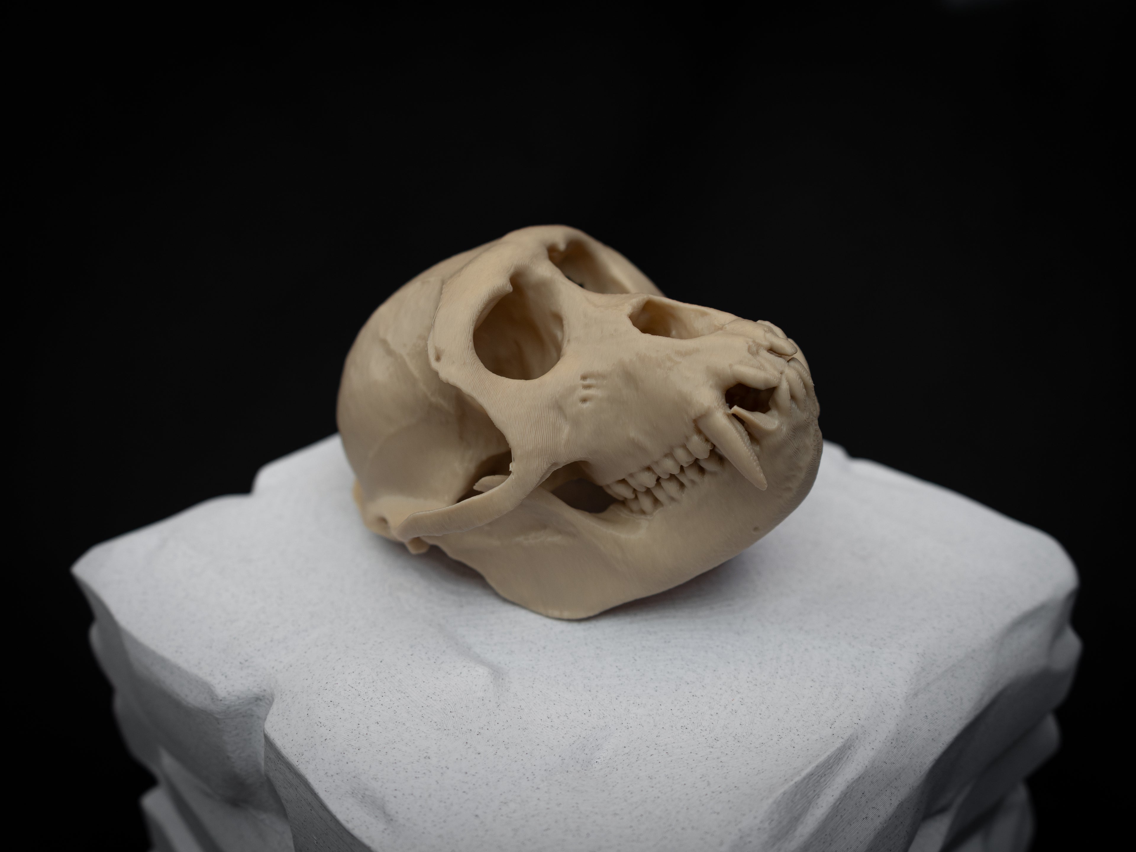 Life Size Macaque Skull Replica – Realistic 3D Printed Primate Bone Model