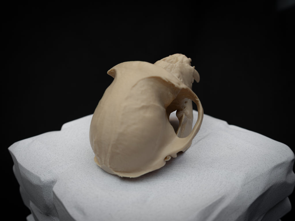 Life Size Macaque Skull Replica – Realistic 3D Printed Primate Bone Model