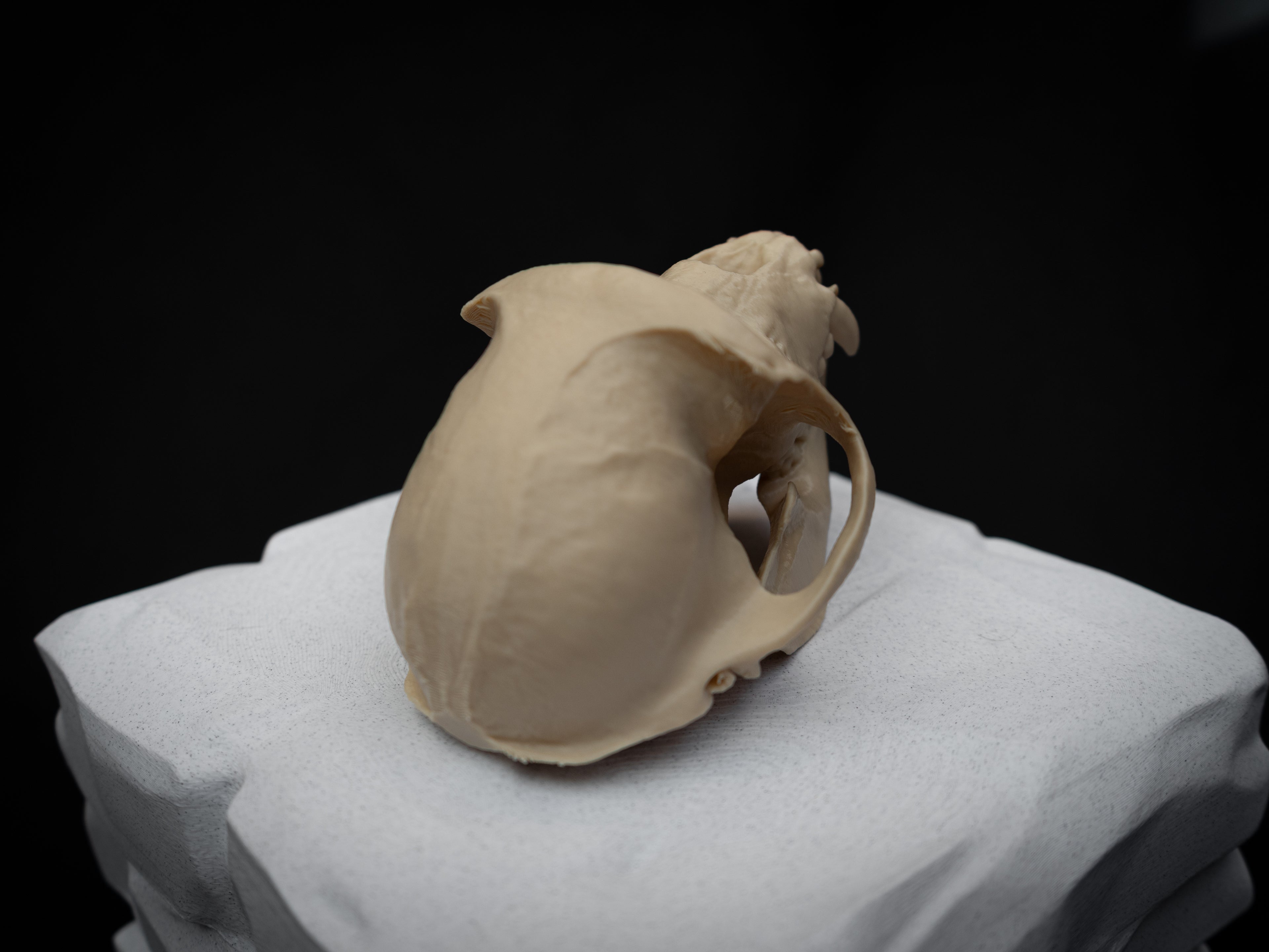 Life Size Macaque Skull Replica – Realistic 3D Printed Primate Bone Model