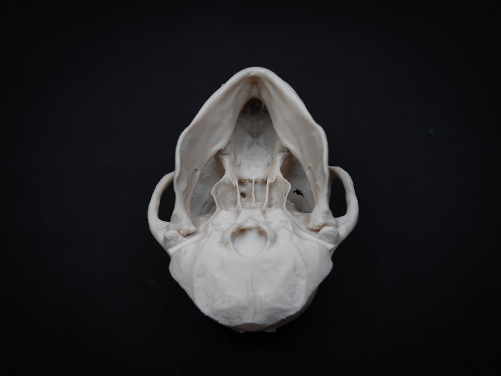 Life Size Macaque Skull Replica – Realistic 3D Printed Primate Bone Model