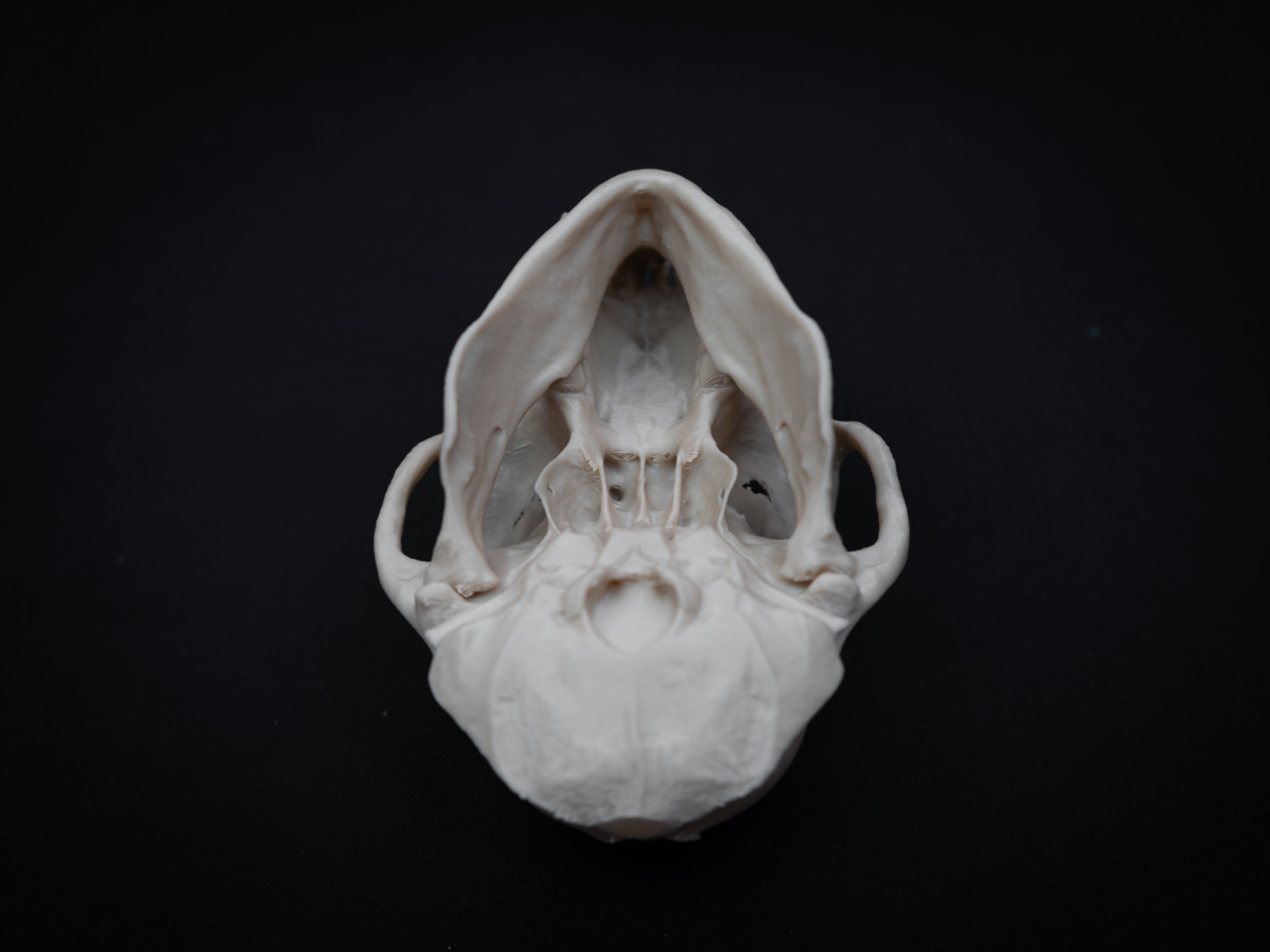 Life Size Macaque Skull Replica – Realistic 3D Printed Primate Bone Model