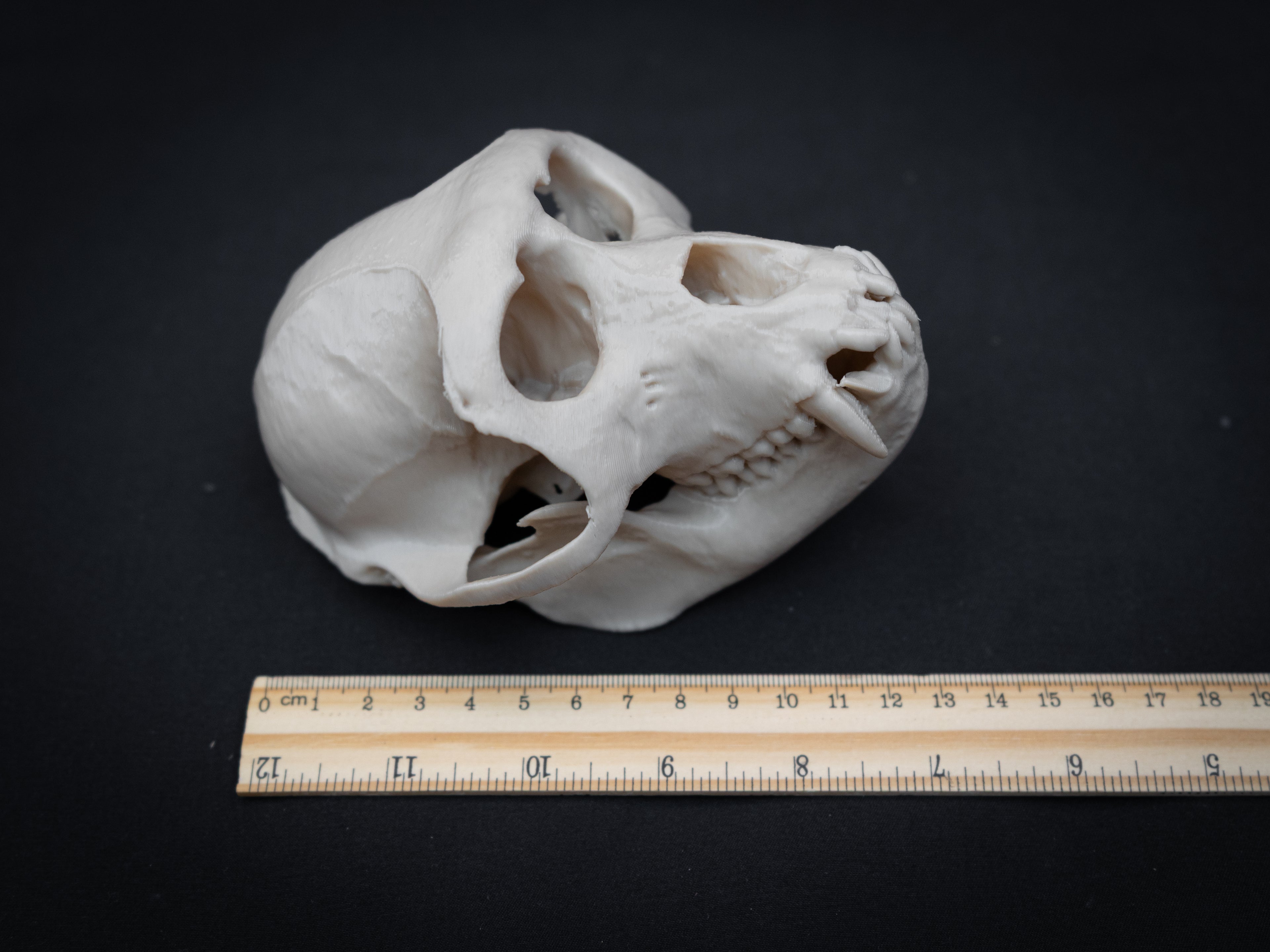 Life Size Macaque Skull Replica – Realistic 3D Printed Primate Bone Model