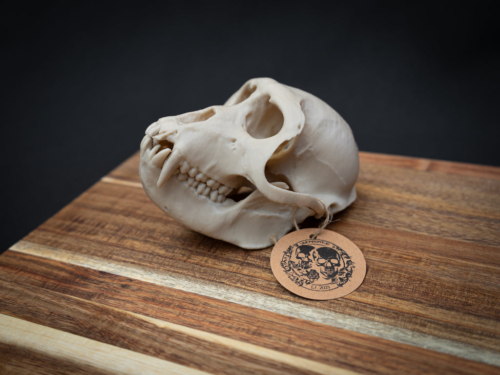 Life Size Macaque Skull Replica – Realistic 3D Printed Primate Bone Model