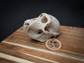 Life Size Macaque Skull Replica – Realistic 3D Printed Primate Bone Model
