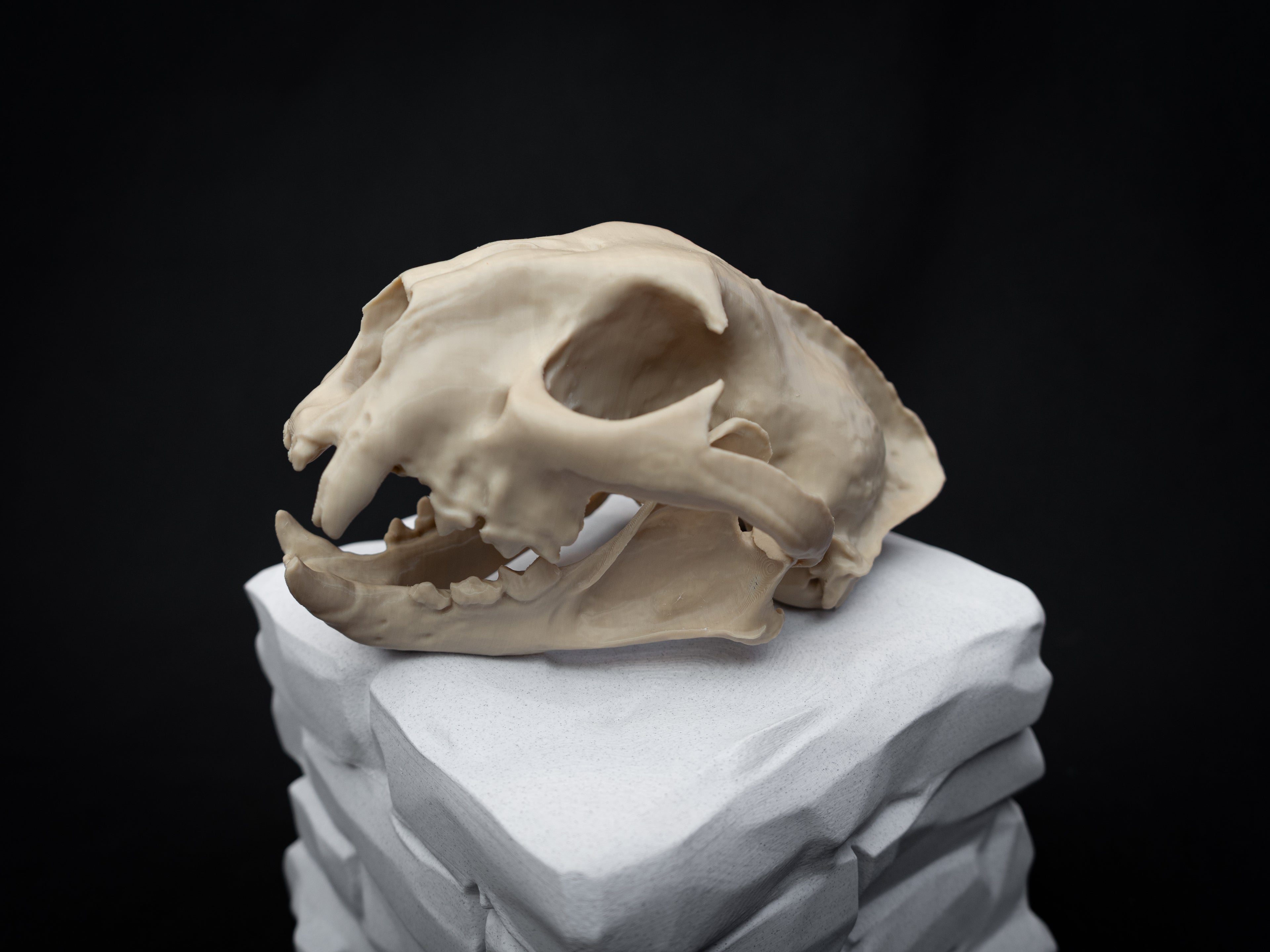 Life Size Cougar Skull Replica – Realistic 3D Printed Bone Model