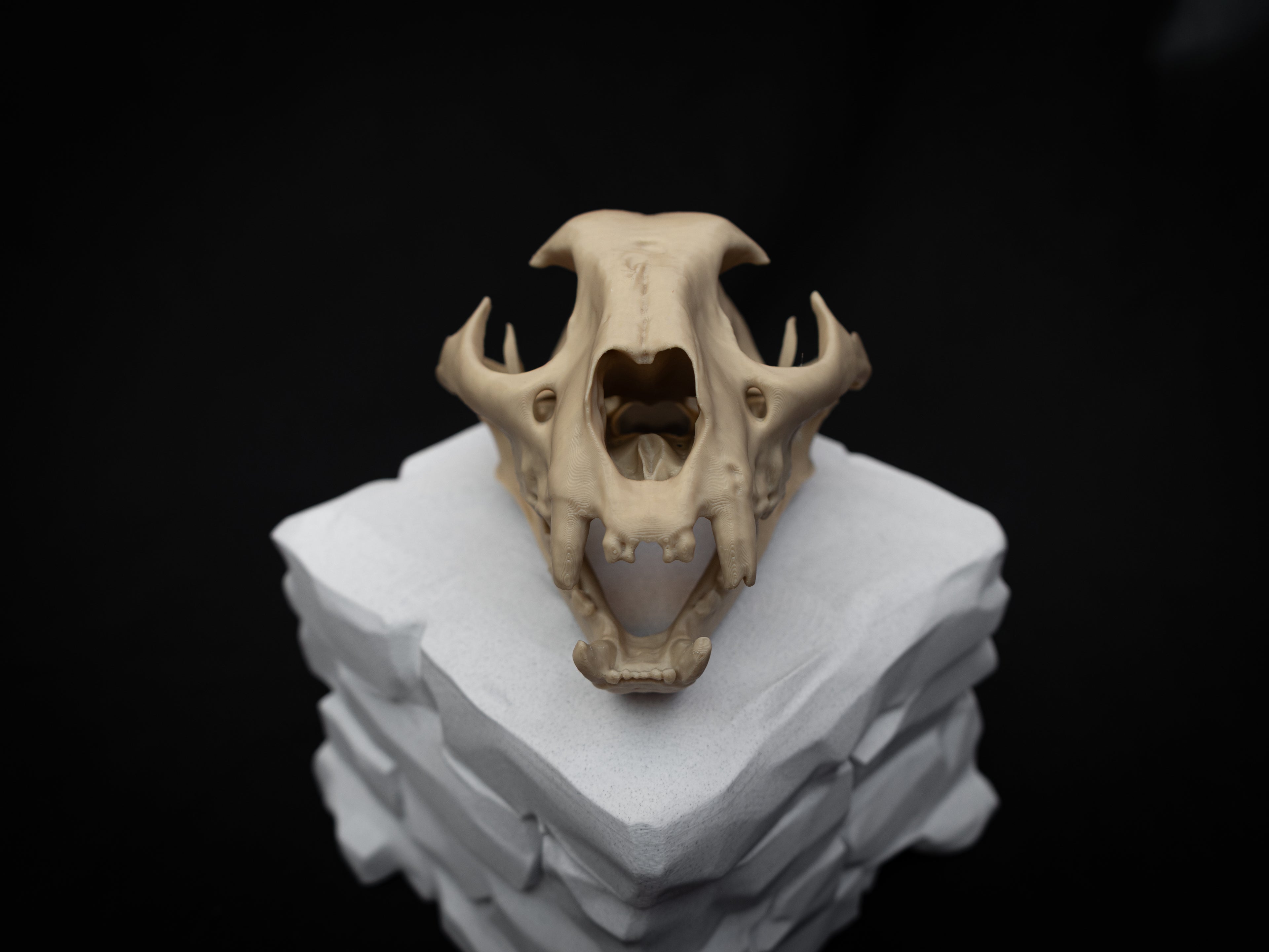 Life Size Cougar Skull Replica – Realistic 3D Printed Bone Model
