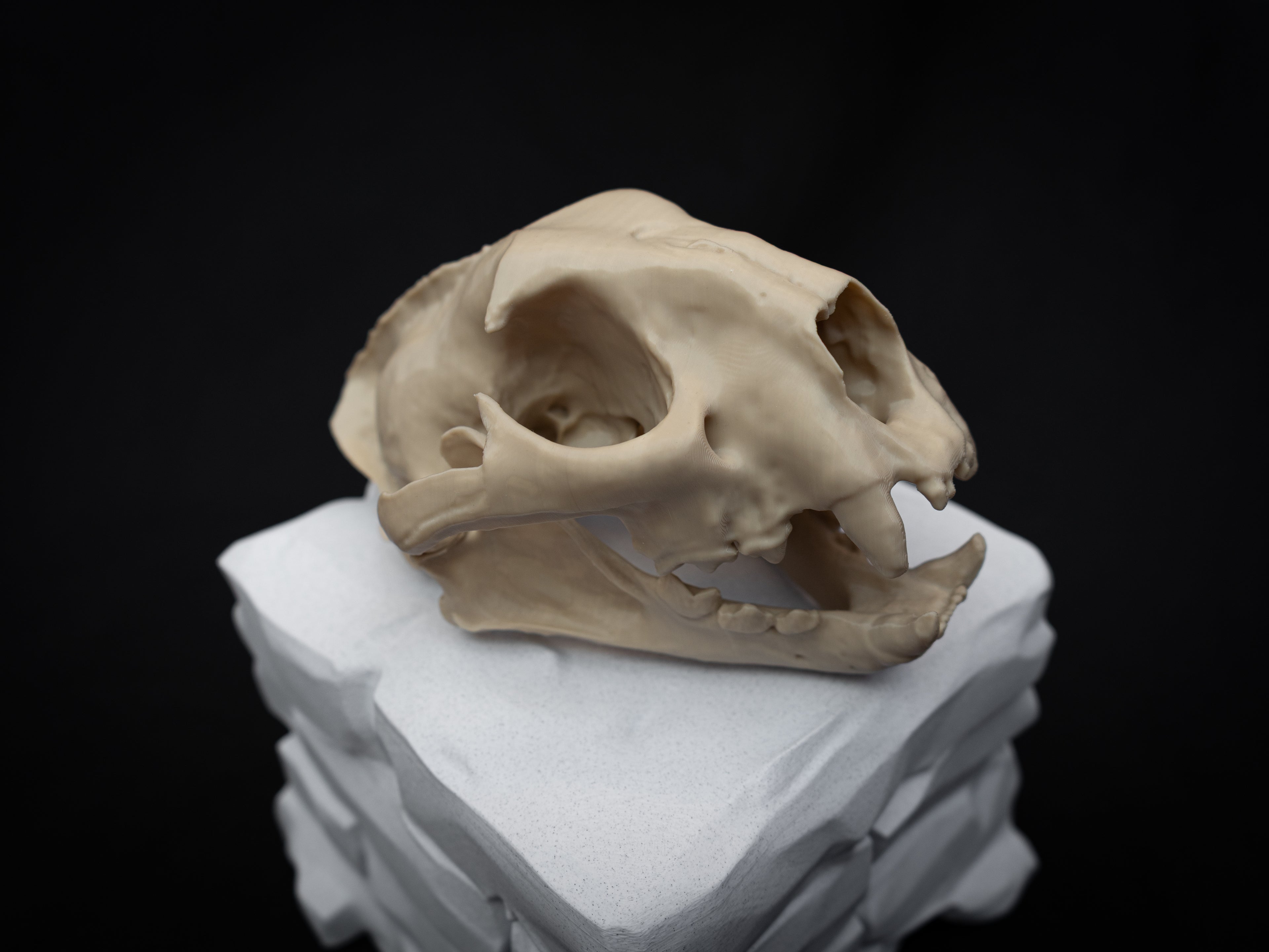 Life Size Cougar Skull Replica – Realistic 3D Printed Bone Model