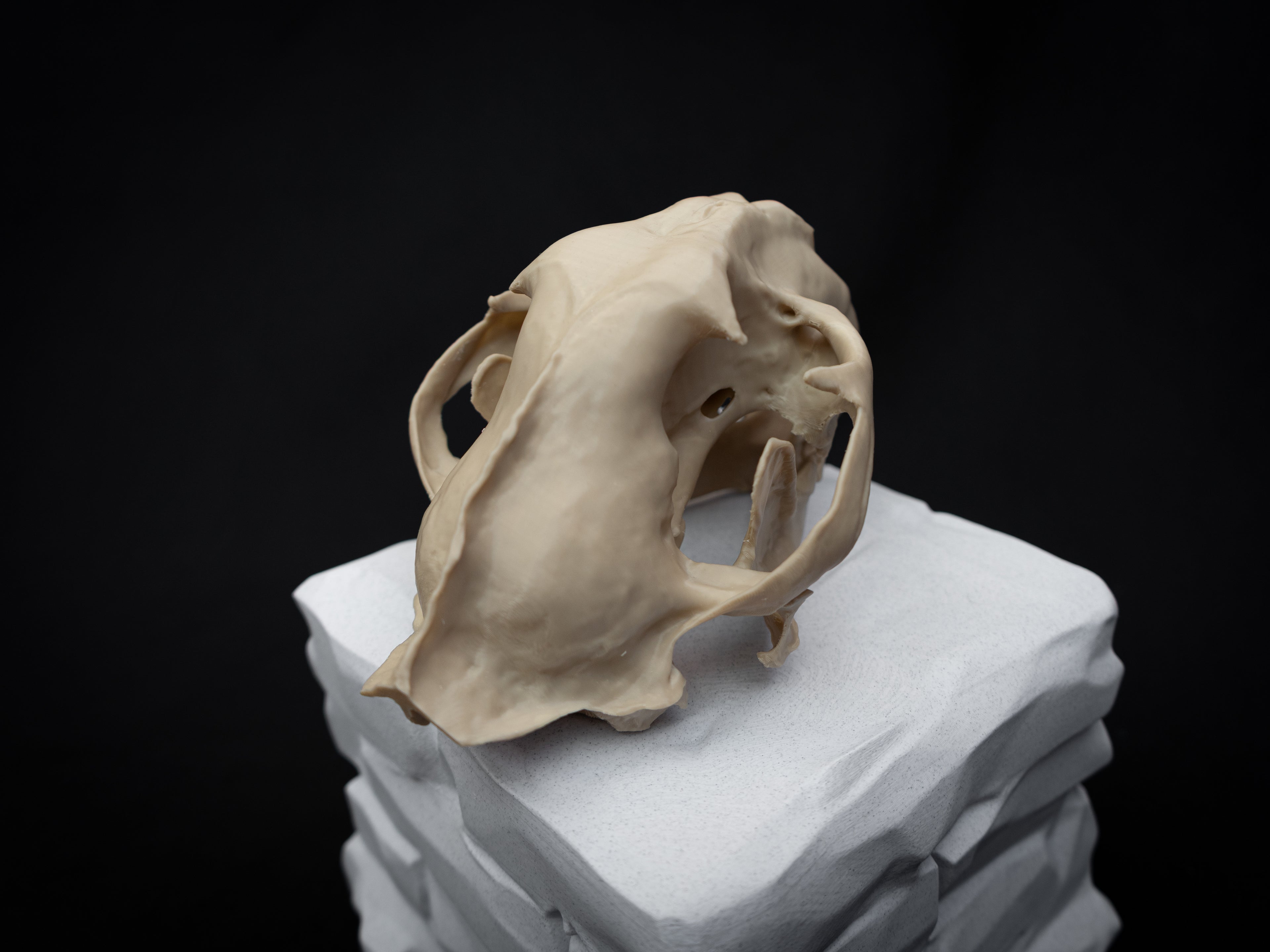Life Size Cougar Skull Replica – Realistic 3D Printed Bone Model