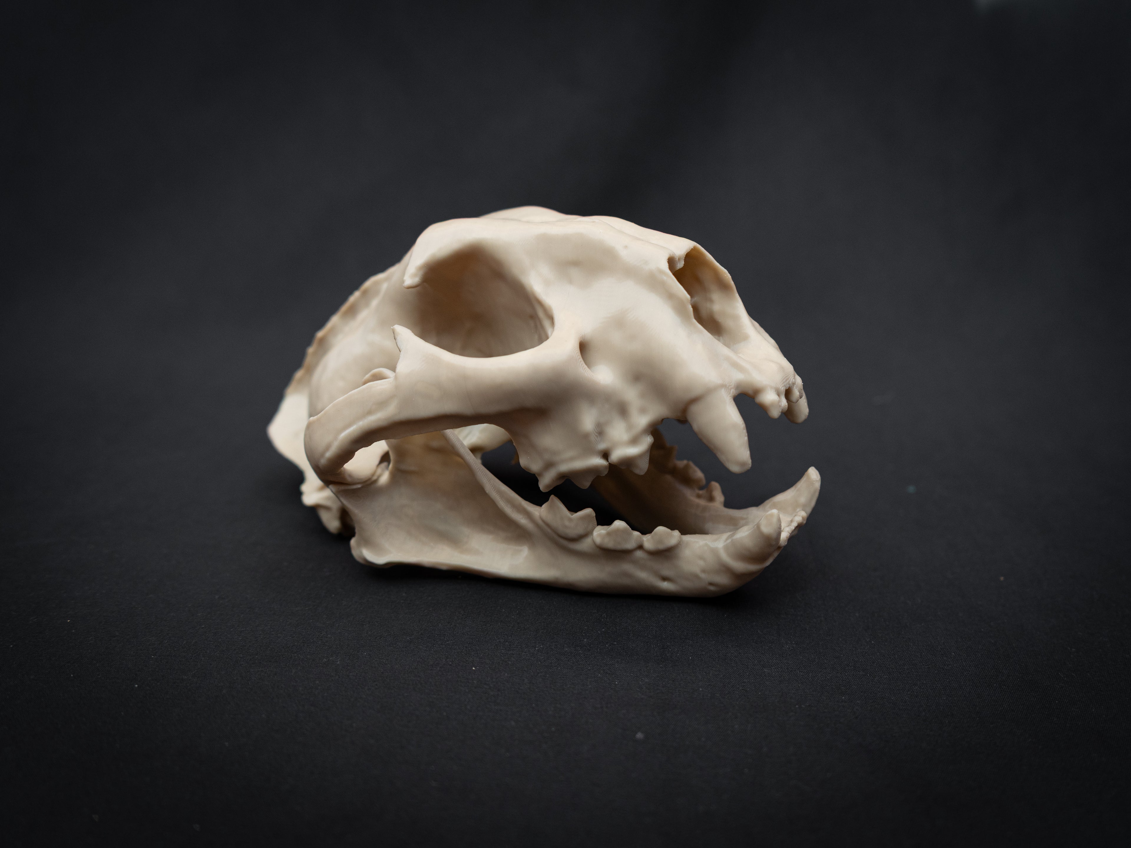 Life Size Cougar Skull Replica – Realistic 3D Printed Bone Model