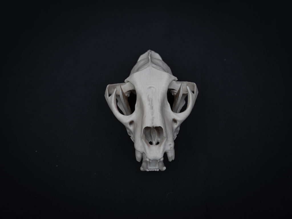 Life Size Cougar Skull Replica – Realistic 3D Printed Bone Model