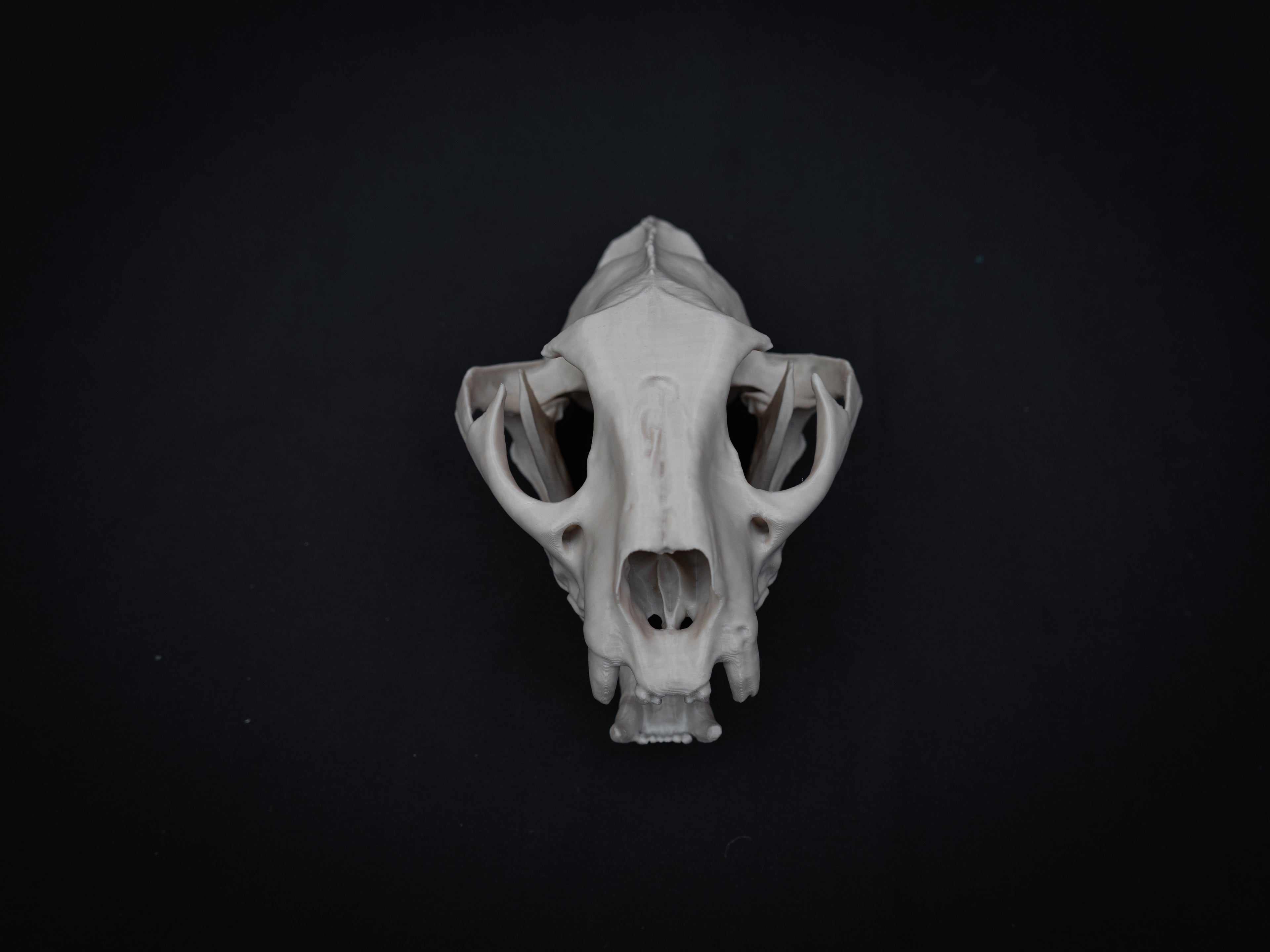 Life Size Cougar Skull Replica – Realistic 3D Printed Bone Model
