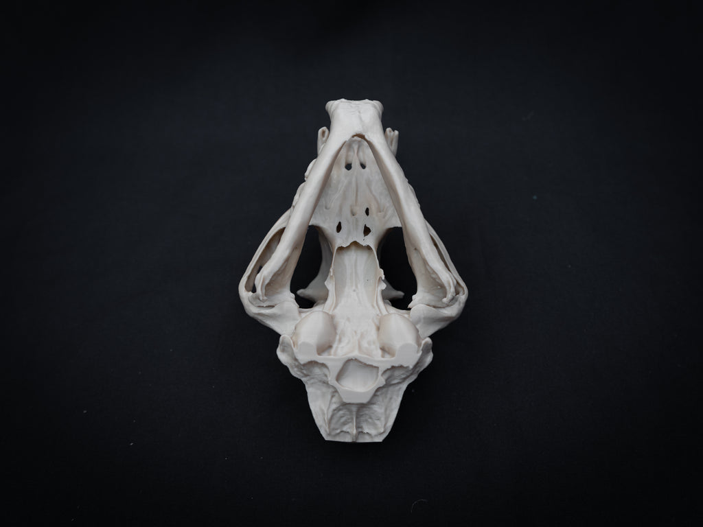 Life Size Cougar Skull Replica – Realistic 3D Printed Bone Model