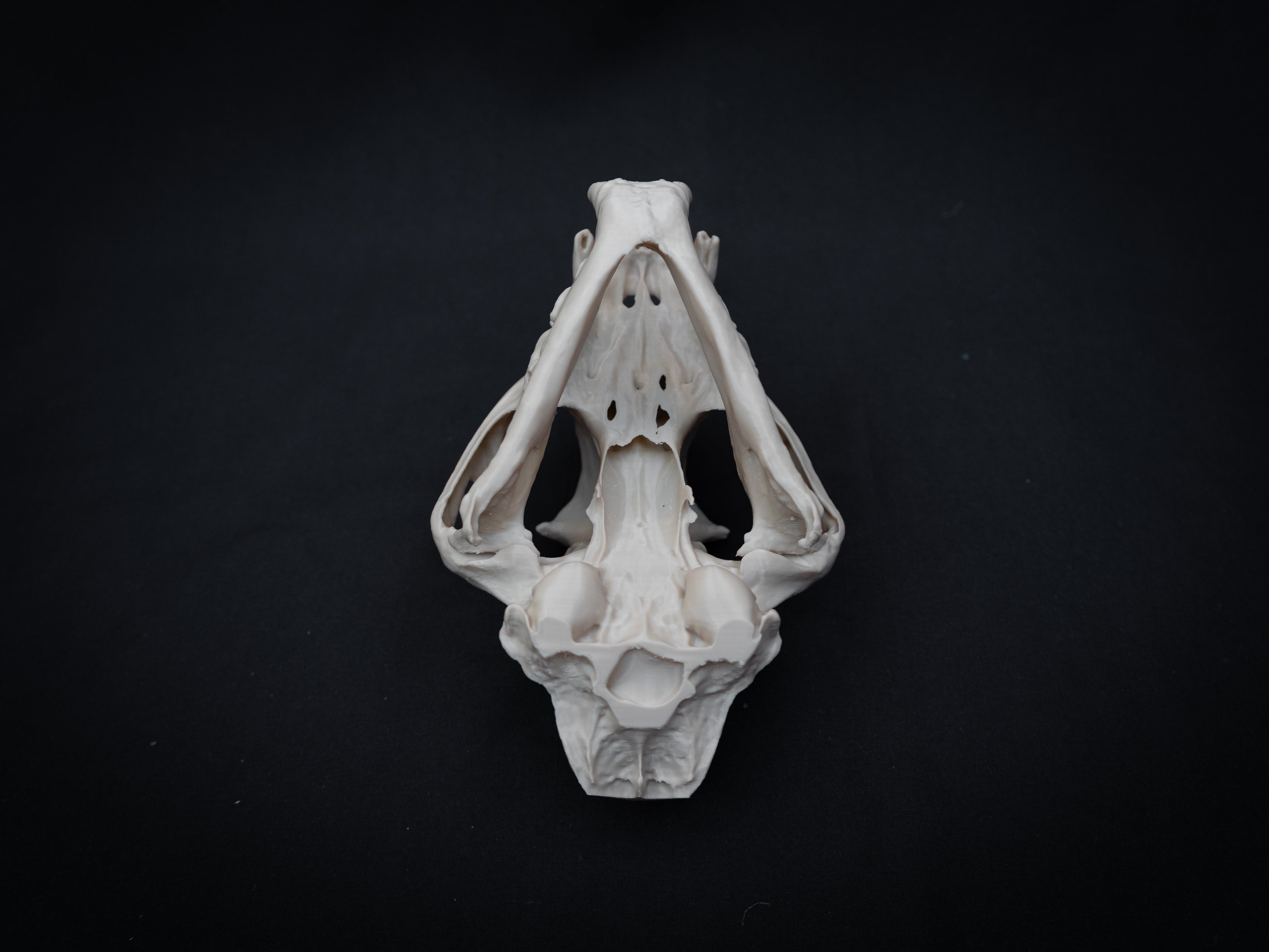 Life Size Cougar Skull Replica – Realistic 3D Printed Bone Model