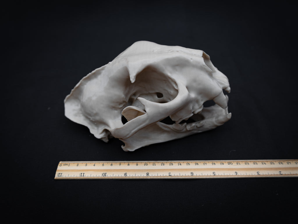 Life Size Cougar Skull Replica – Realistic 3D Printed Bone Model