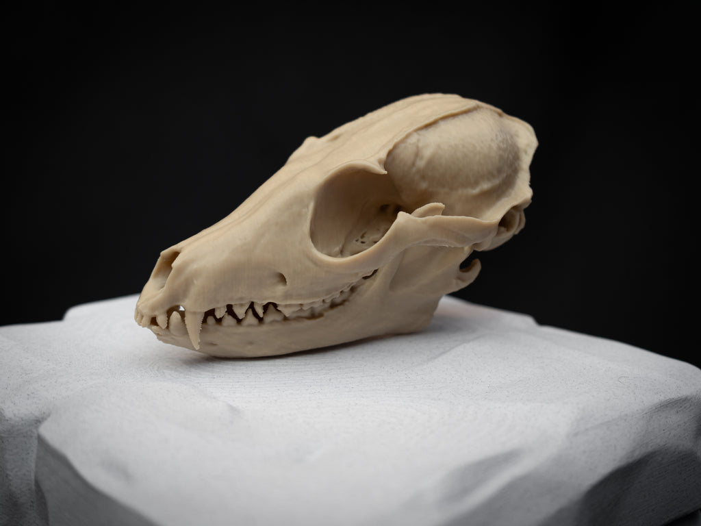 Life Size Red Fox Skull Replica – Realistic 3D Printed Bone Model Display