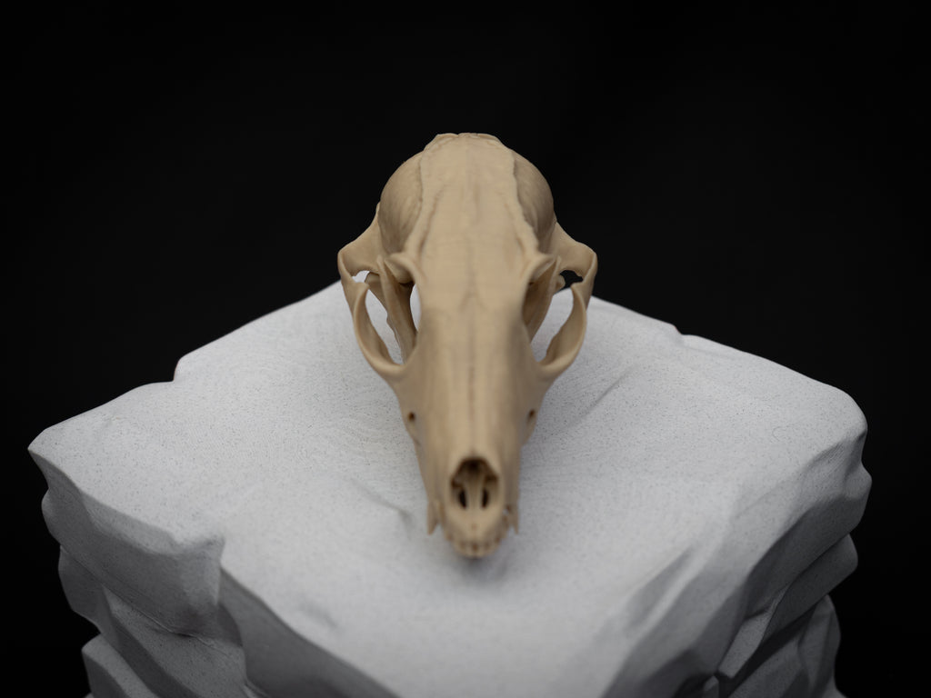 Grey Fox Skull - Life Size 3D Print