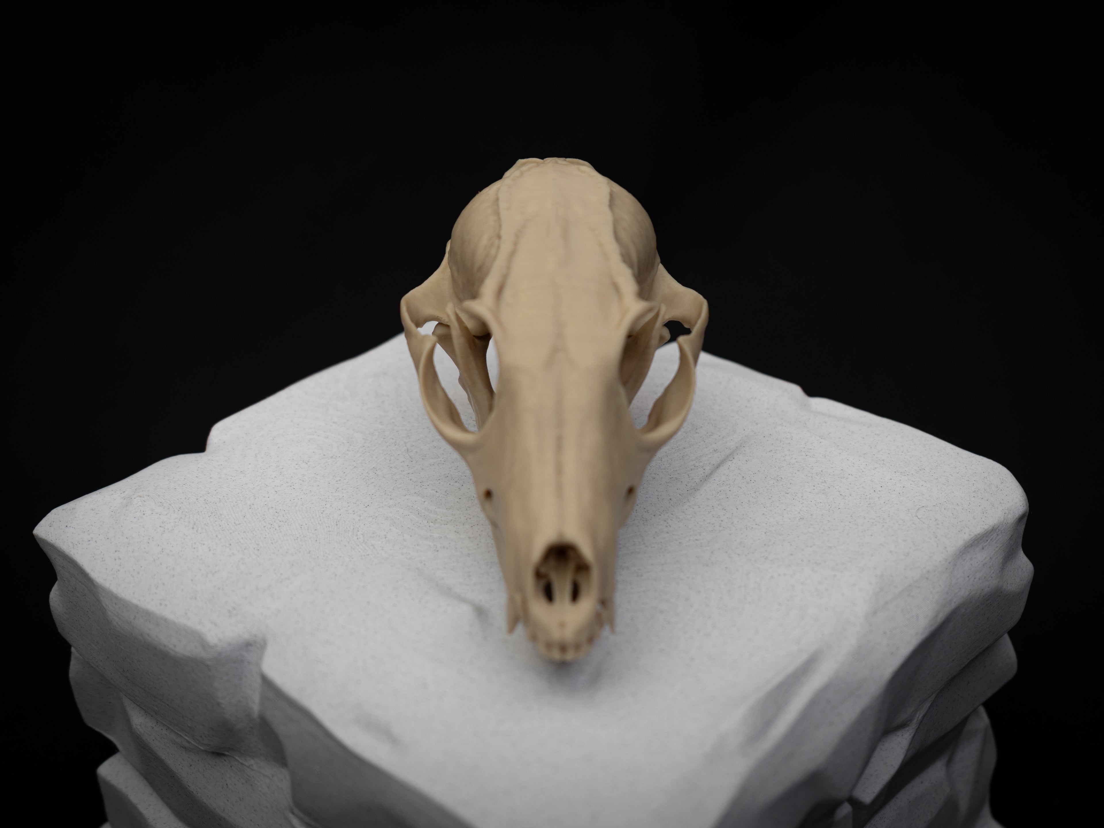 Grey Fox Skull - Life Size 3D Print