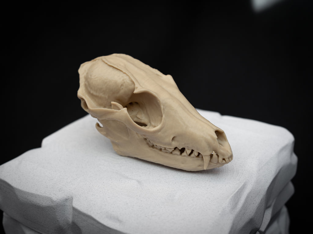 Life Size Red Fox Skull Replica – Realistic 3D Printed Bone Model Display