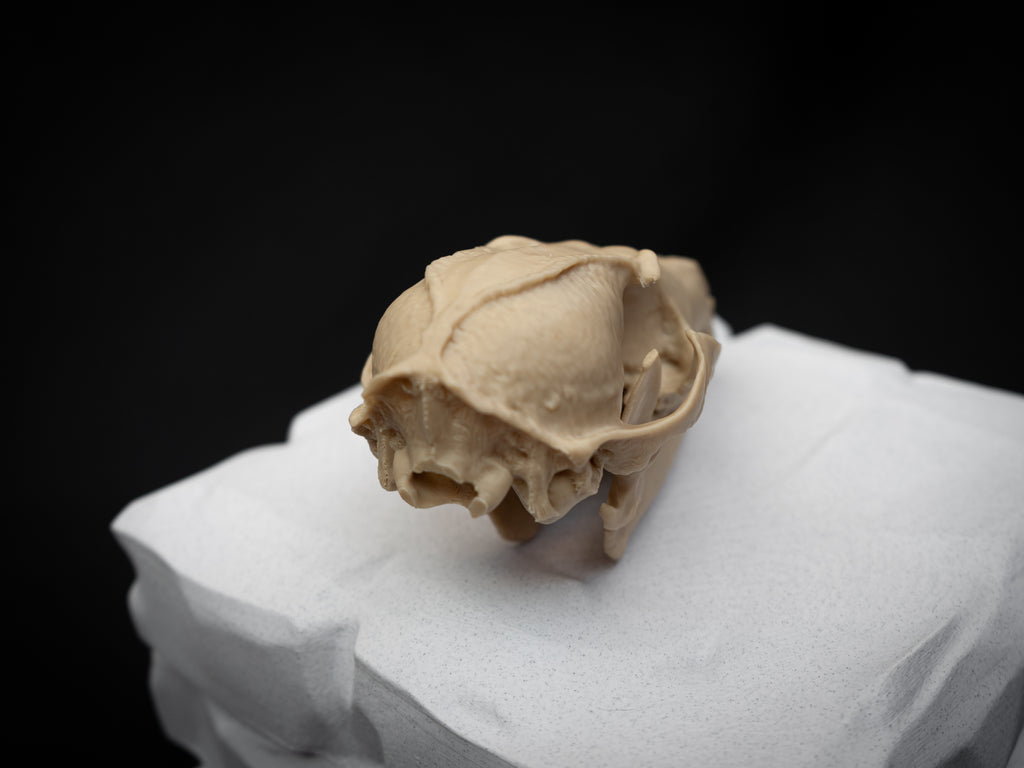 Life Size Red Fox Skull Replica – Realistic 3D Printed Bone Model Display