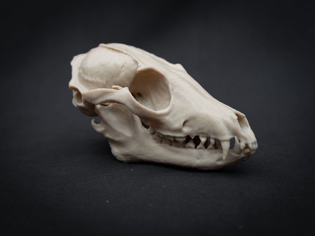 Grey Fox Skull - Life Size 3D Print