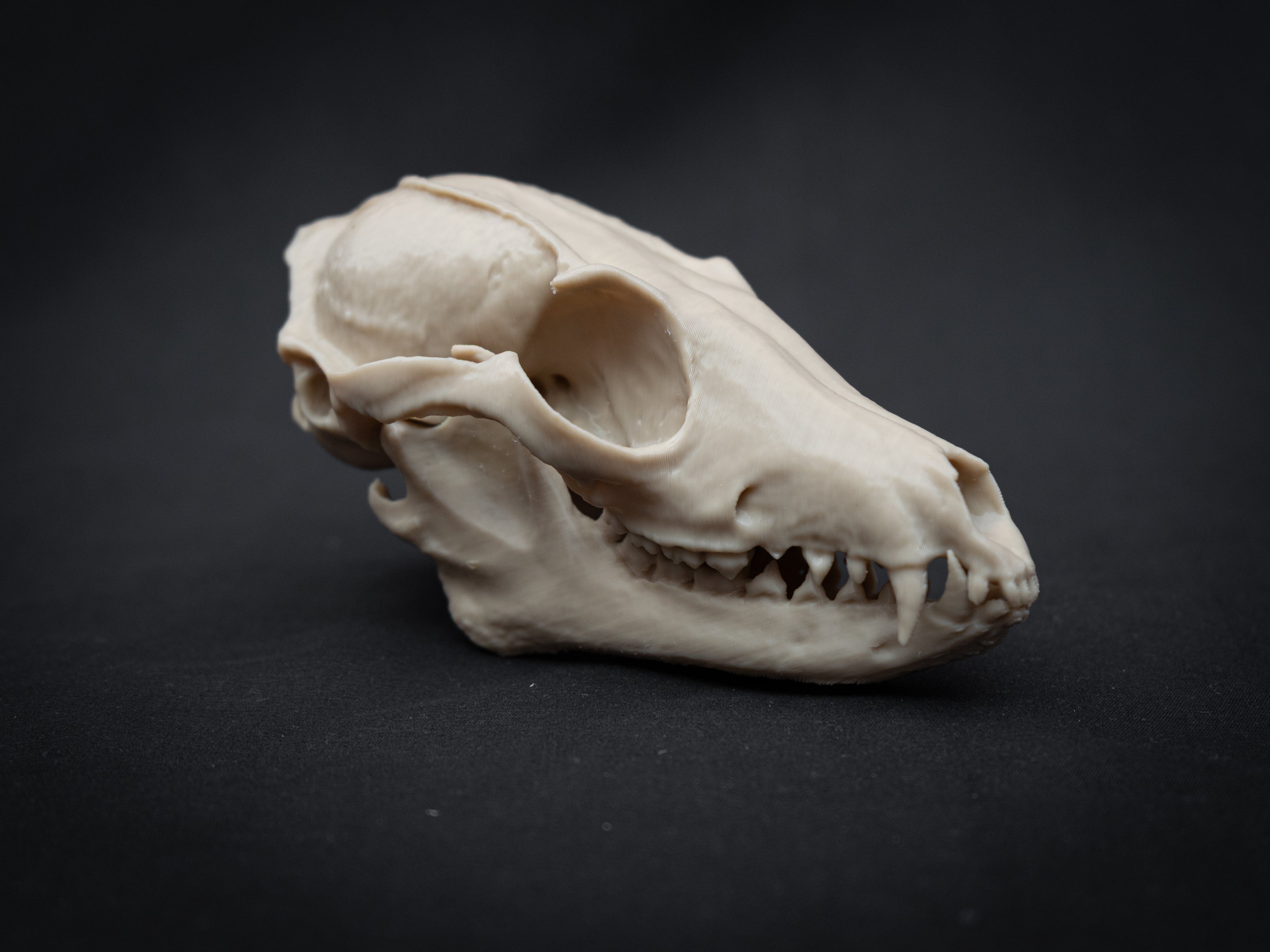 Grey Fox Skull - Life Size 3D Print