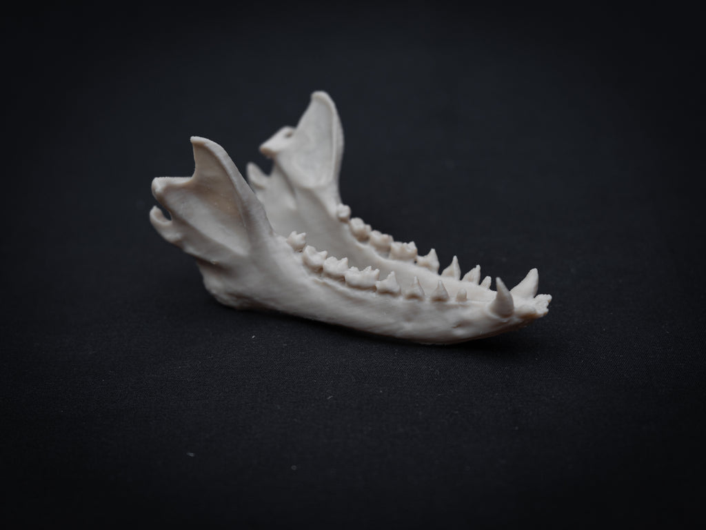 Life Size Red Fox Skull Replica – Realistic 3D Printed Bone Model Display