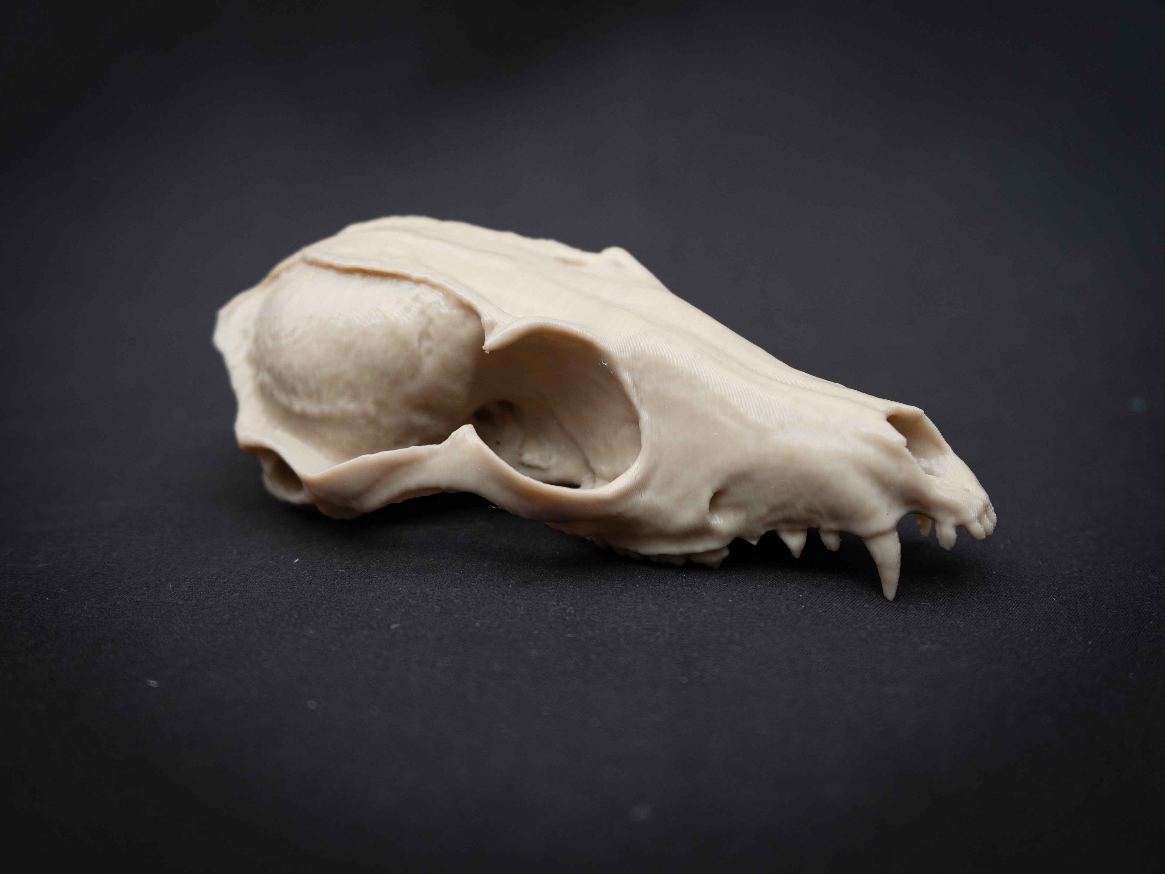 Life Size Red Fox Skull Replica – Realistic 3D Printed Bone Model Display