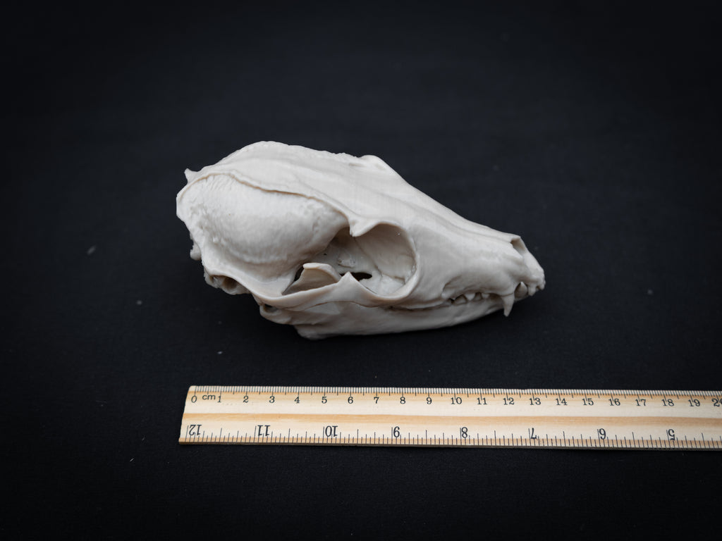 Grey Fox Skull - Life Size 3D Print