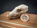 Life Size Red Fox Skull Replica – Realistic 3D Printed Bone Model Display